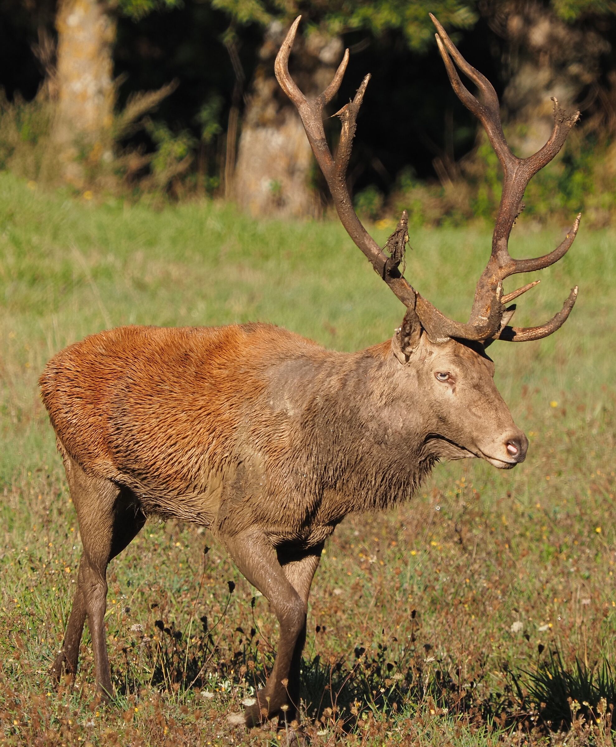 Red Deer