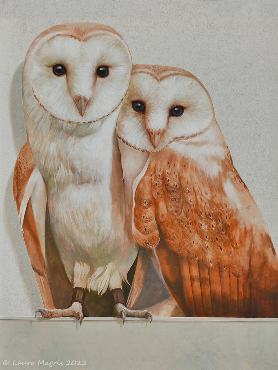 Barn owl