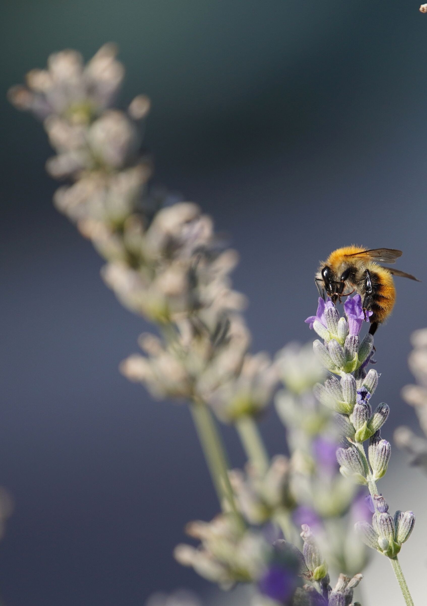 Bee
