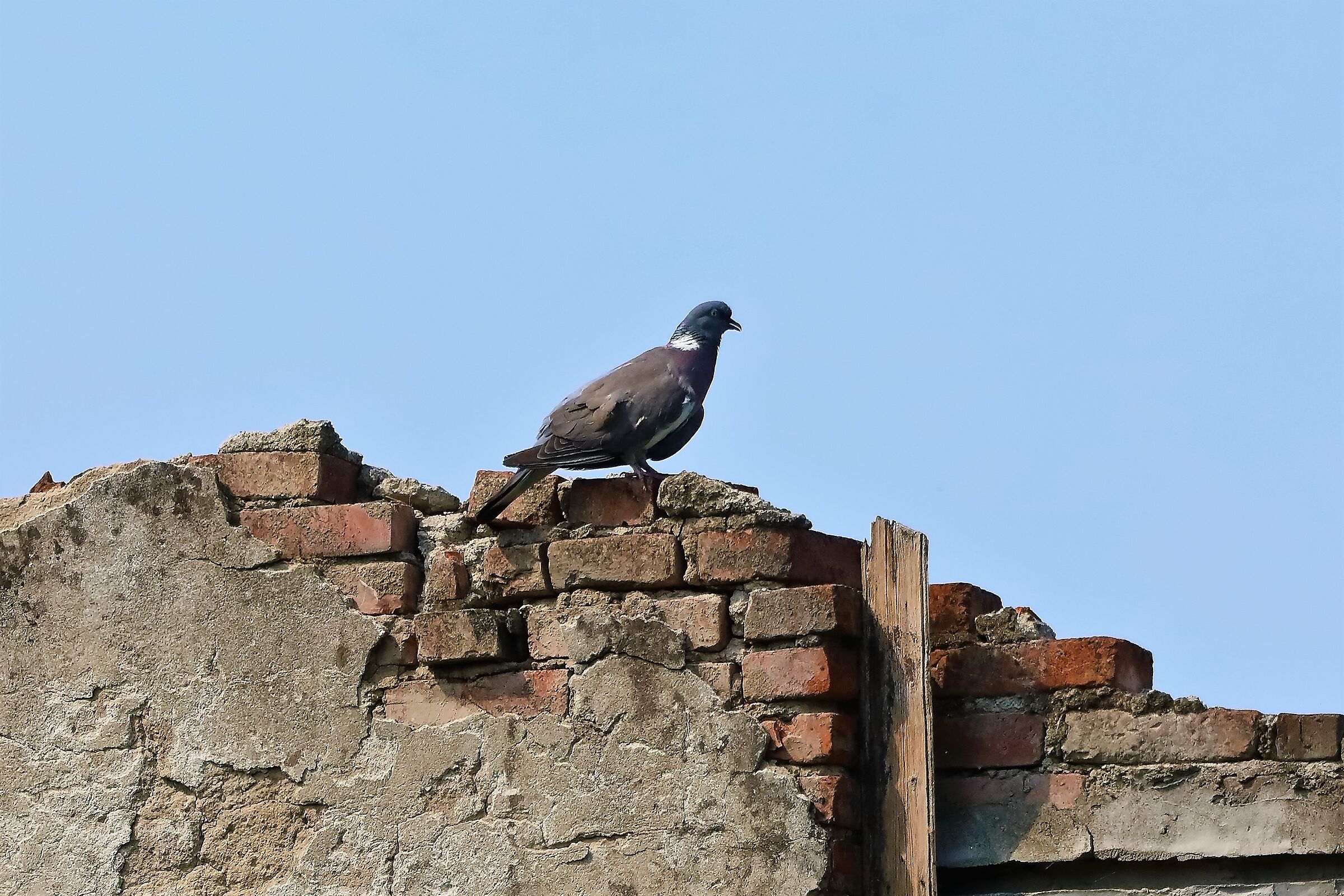 colombaccio 20-07-2022