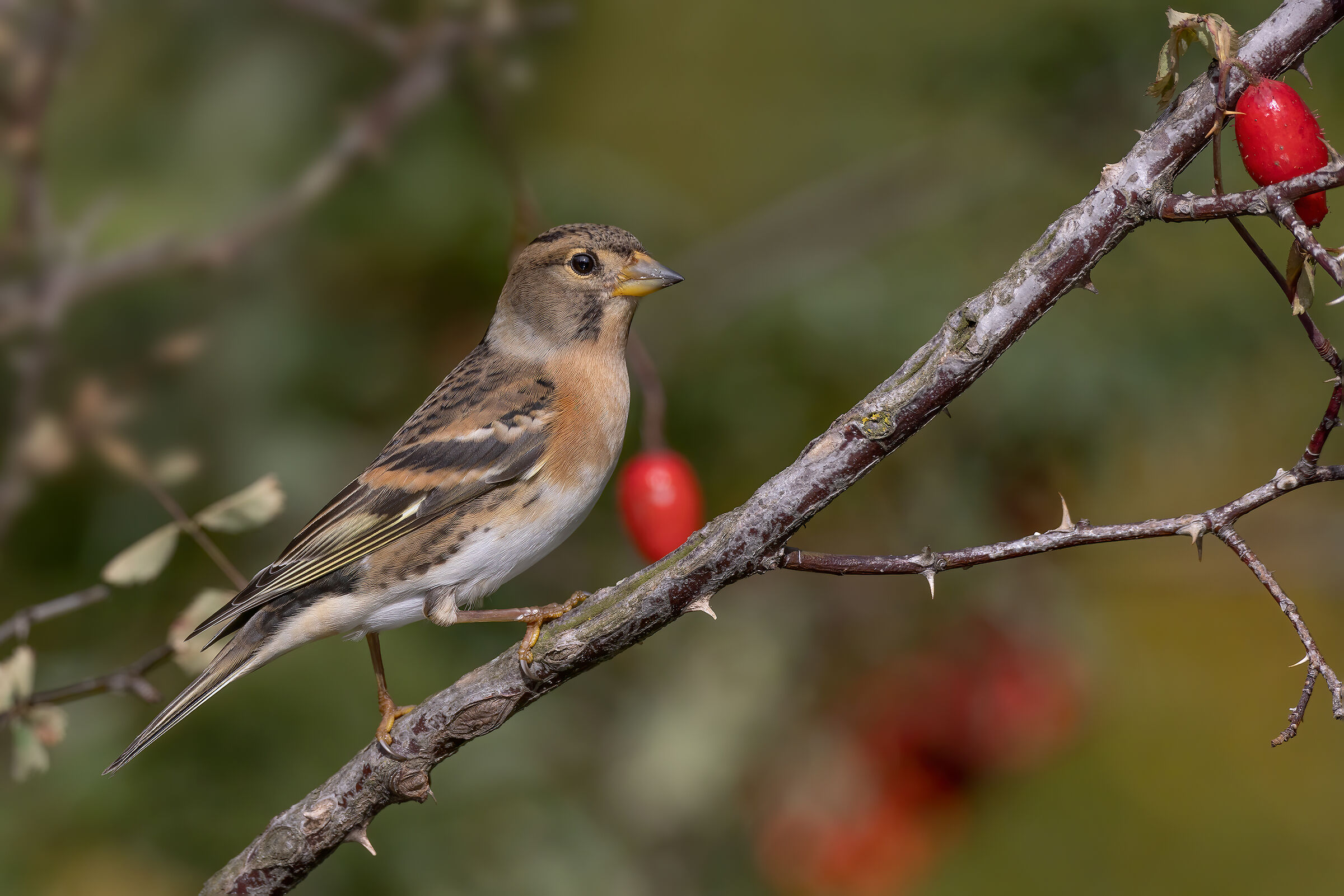 Peppola (Fringilla montifringilla)