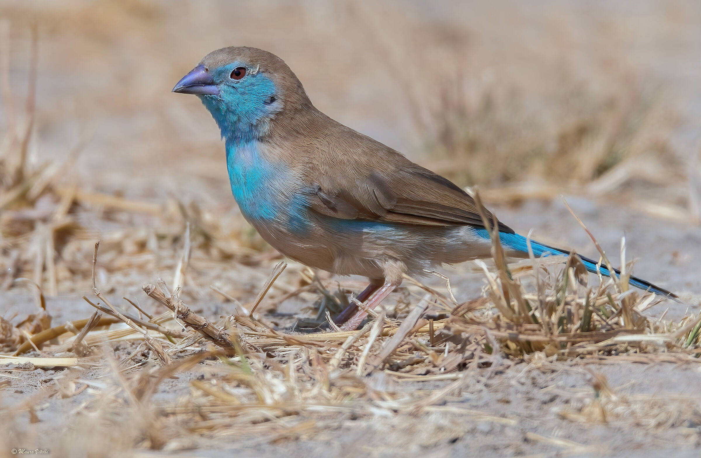Blue wax beak (Uraeginthus angolensis)