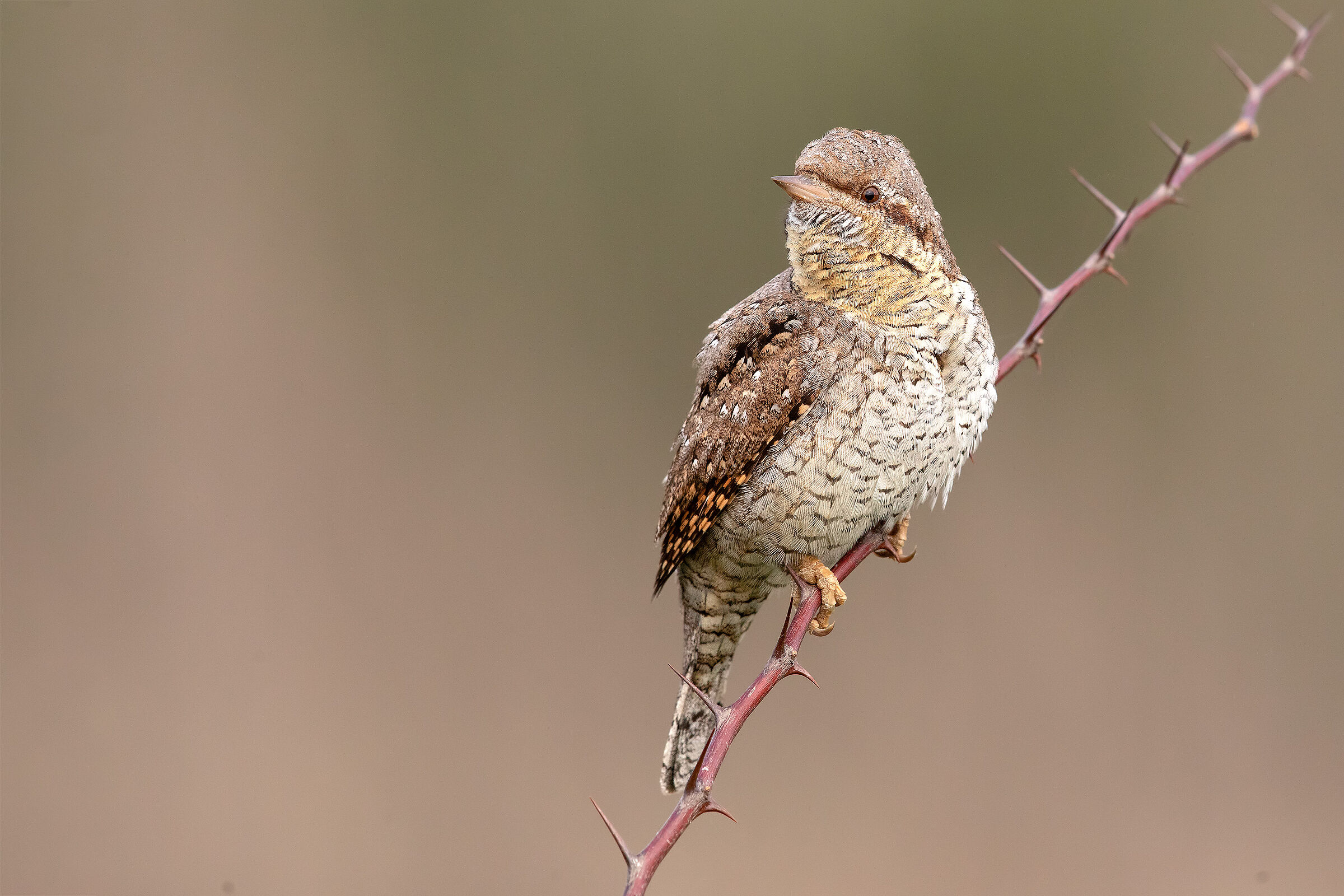 Wryneck