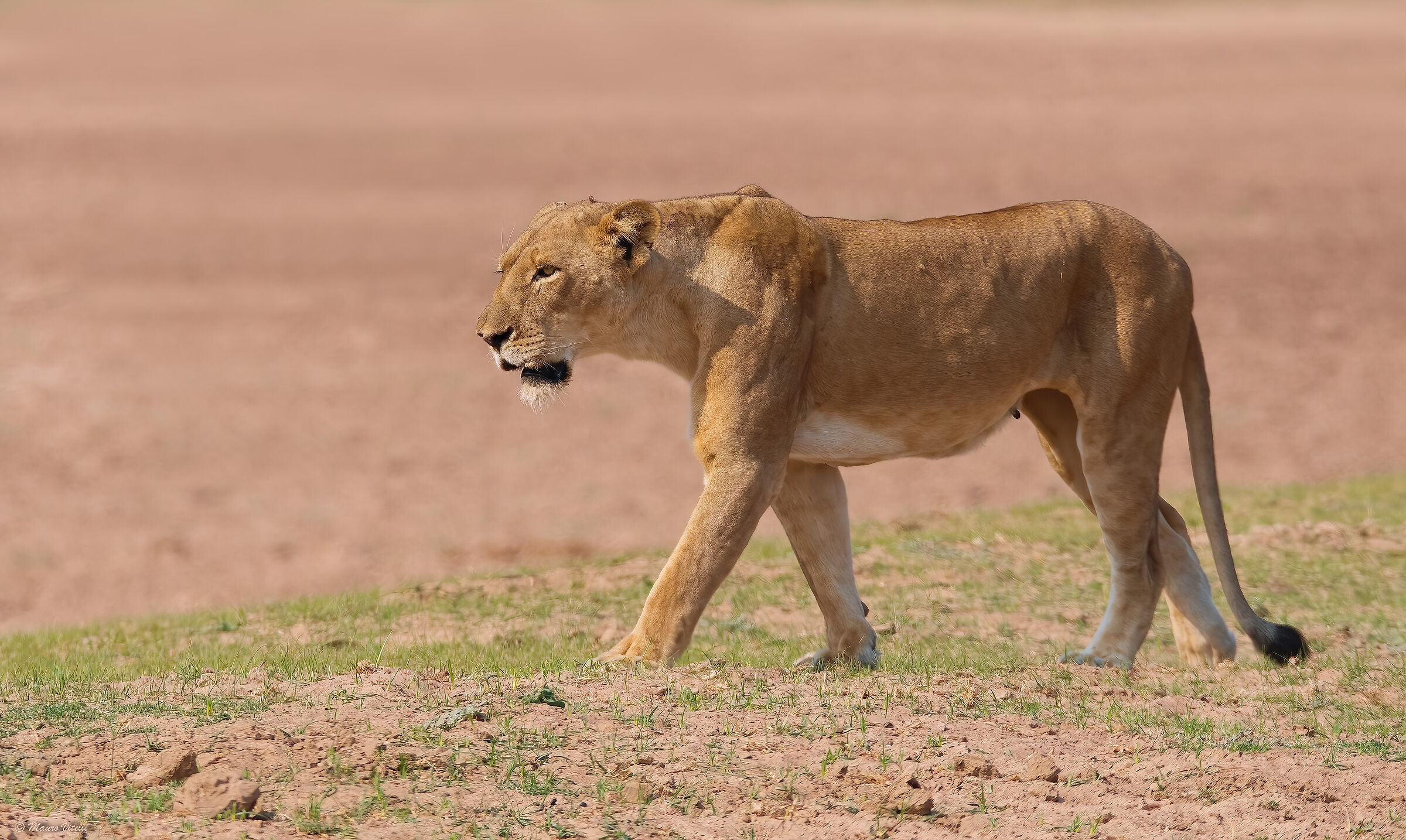 A passeggio sullo Zambesi