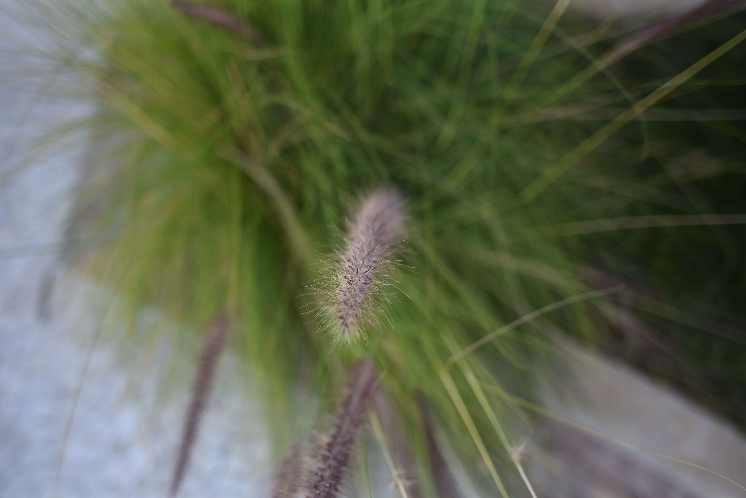 " F. 2 ", 1/ 4.0 0 0, ISO 500- Nikon 28, 1.4 E ED