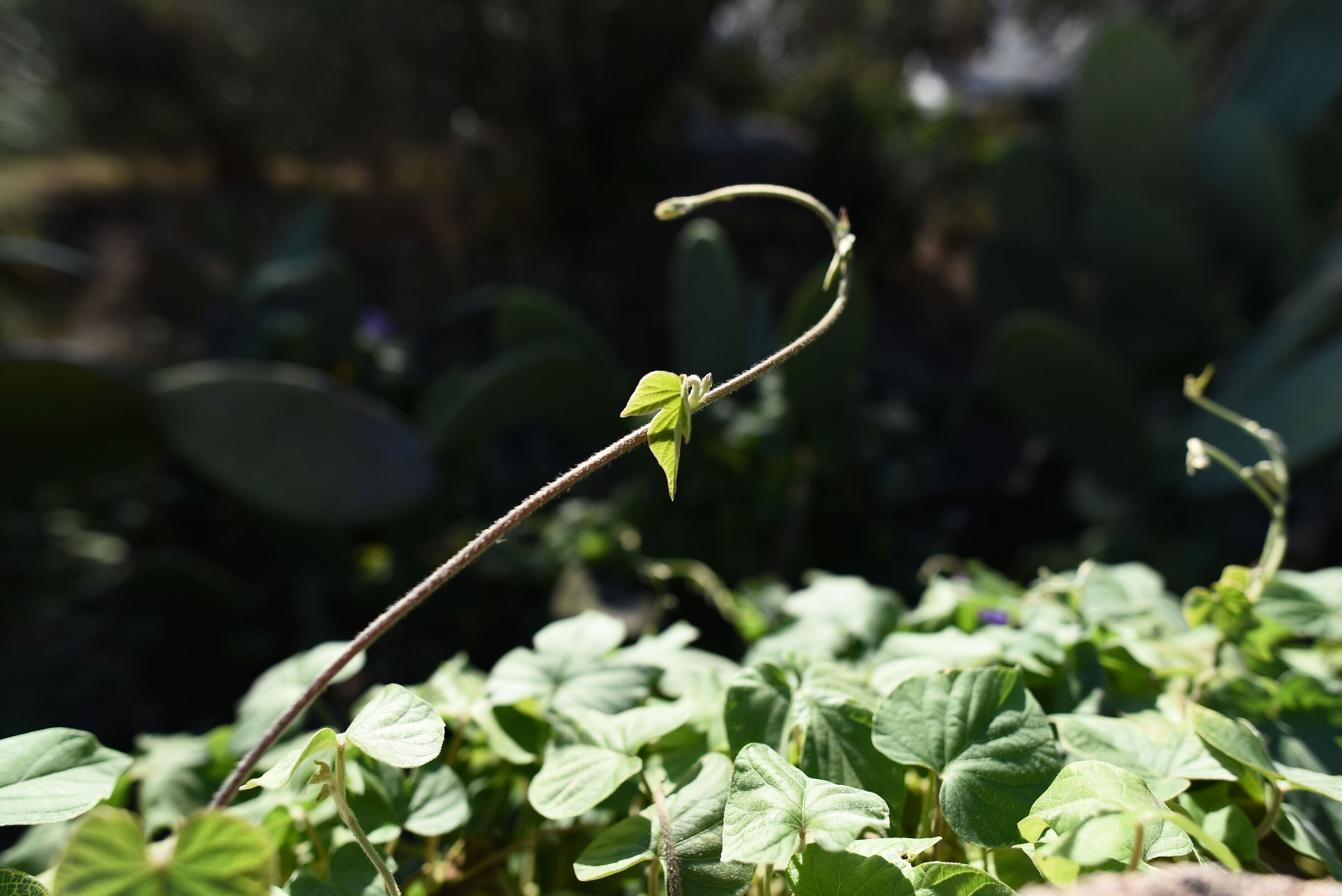 " F. 2.8 ", 1/ 4.0 0 0, ISO 500- Nikon 28, 1.4 E ED