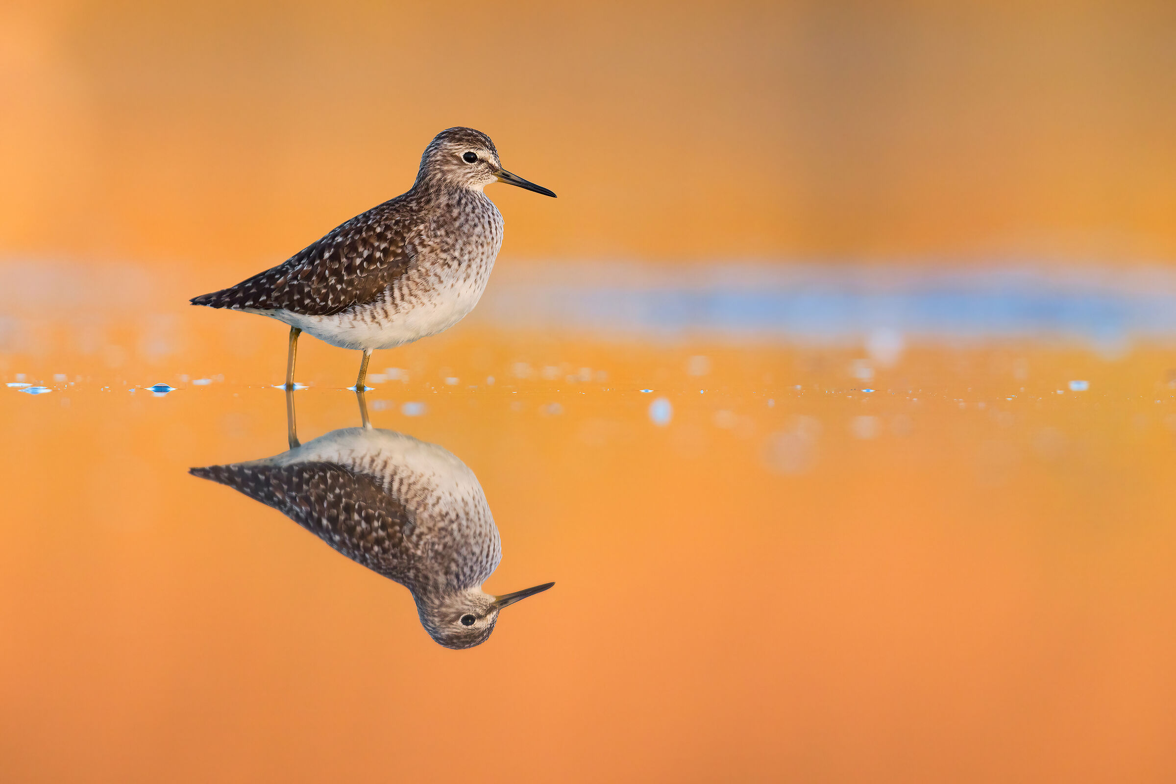 Piro Piro Boschereccio