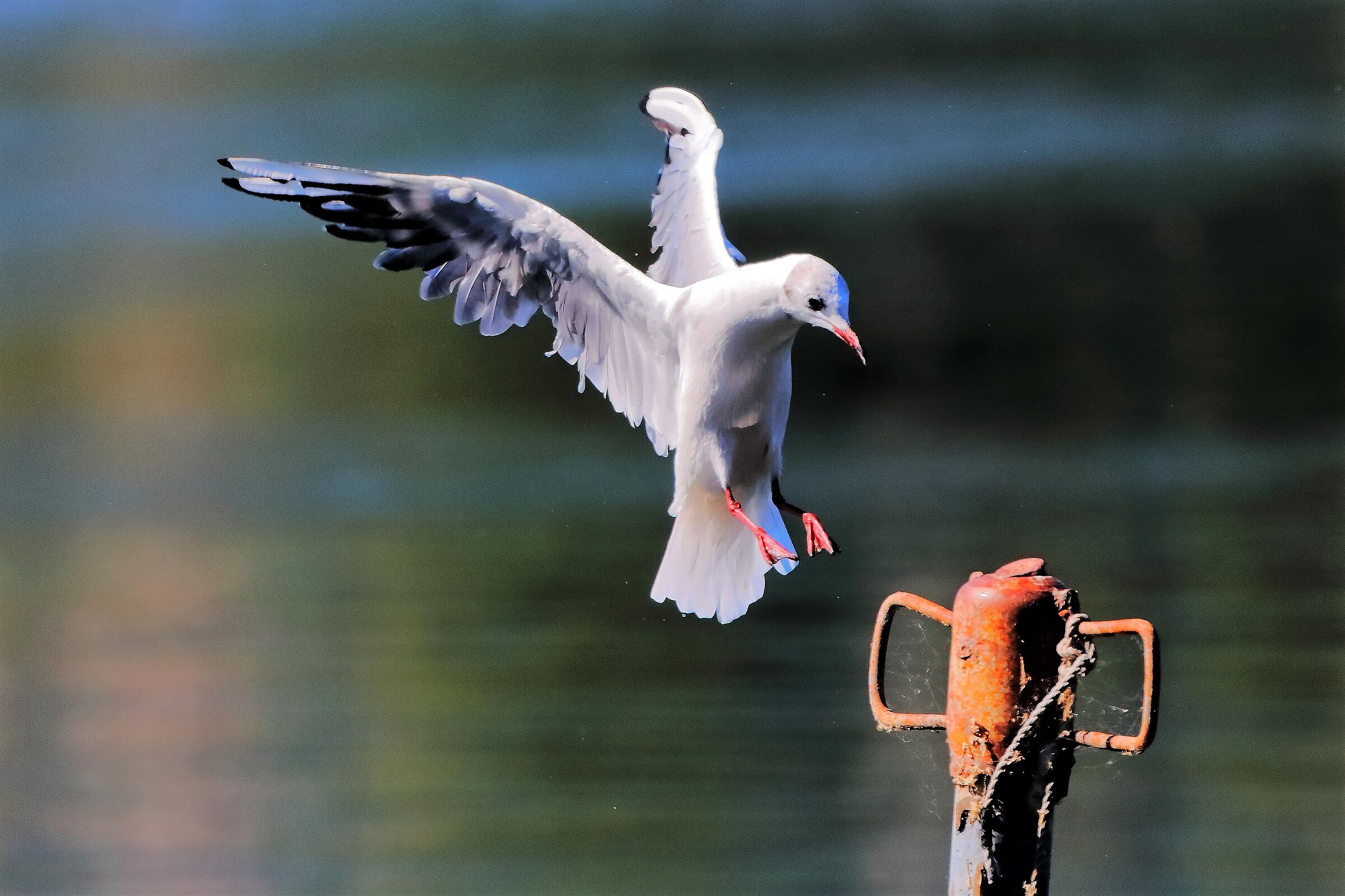gabbiano terrestre 31-07-2022