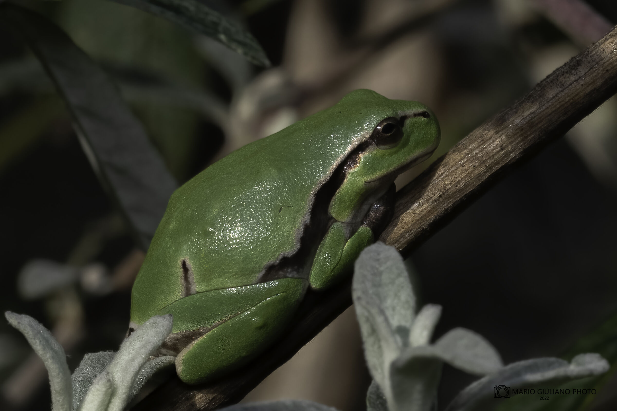 Tree frog of the Po