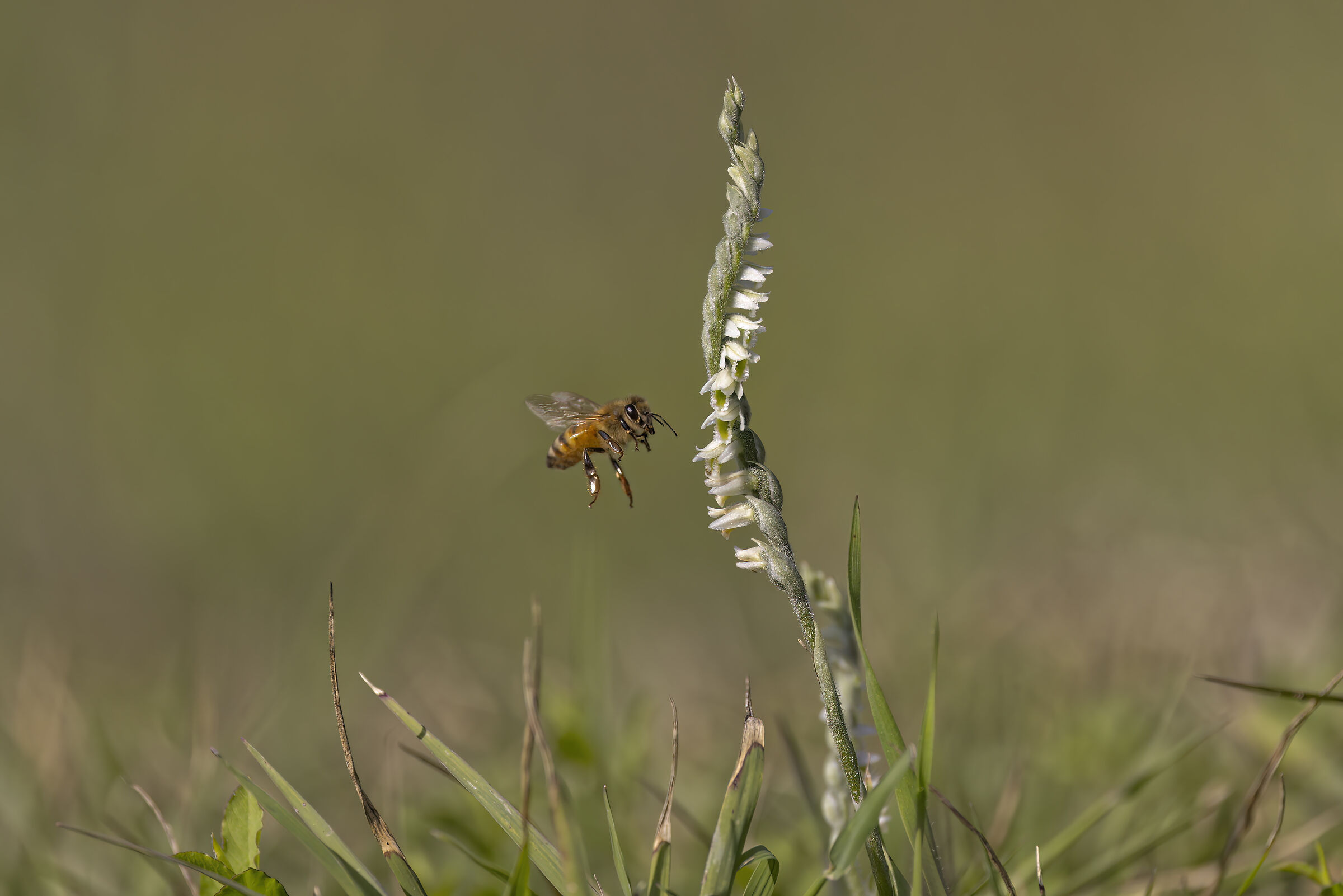 Ape e orchidea