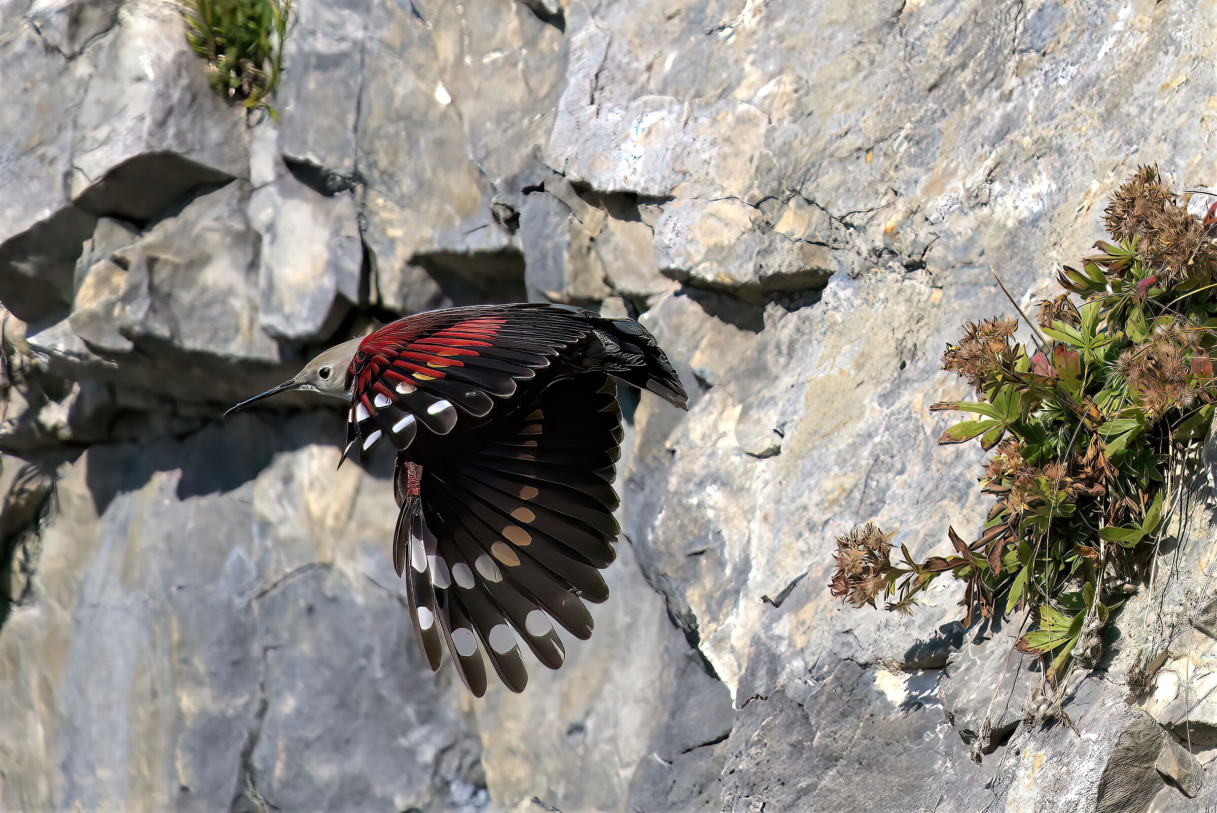 woodpecker