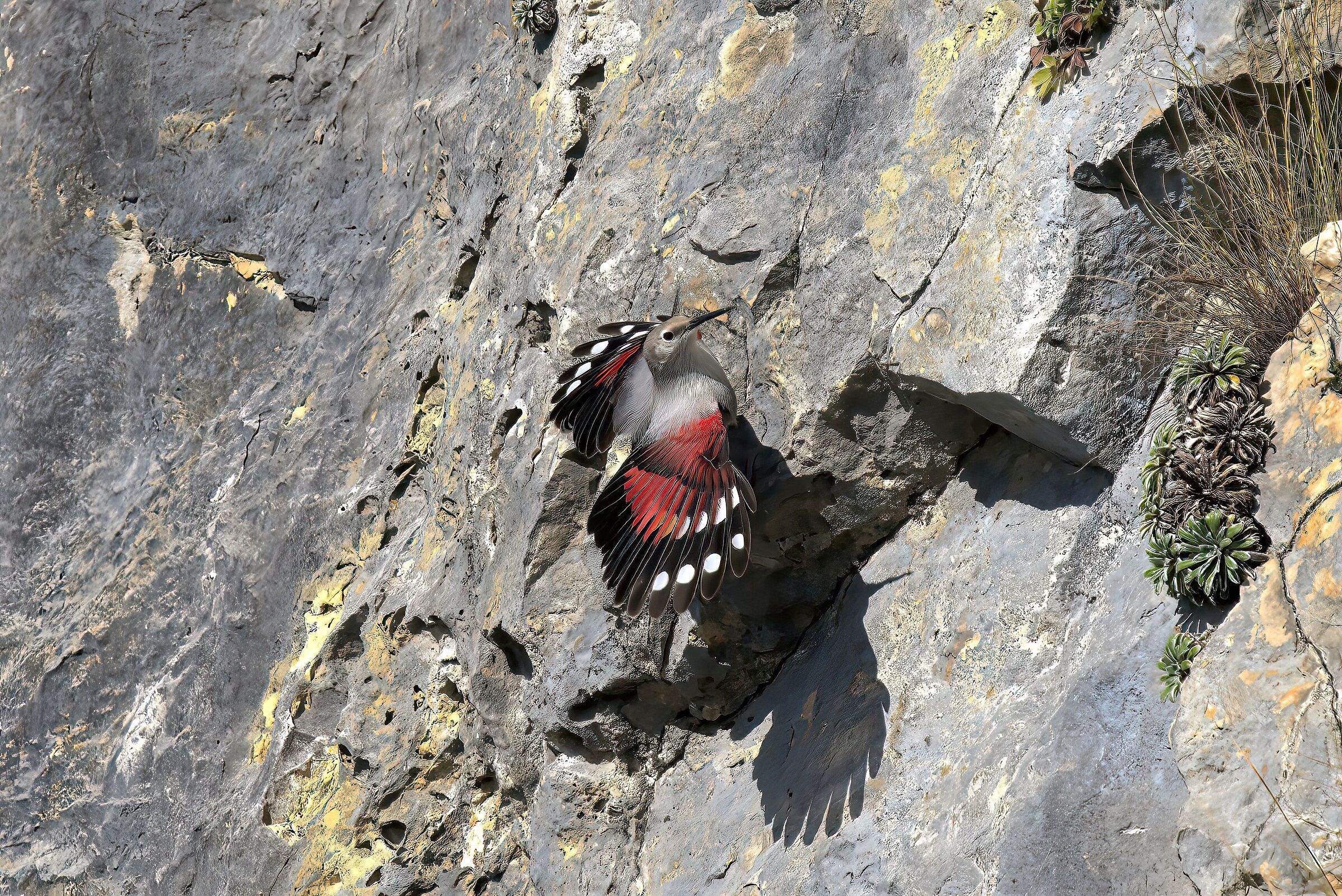 woodpecker