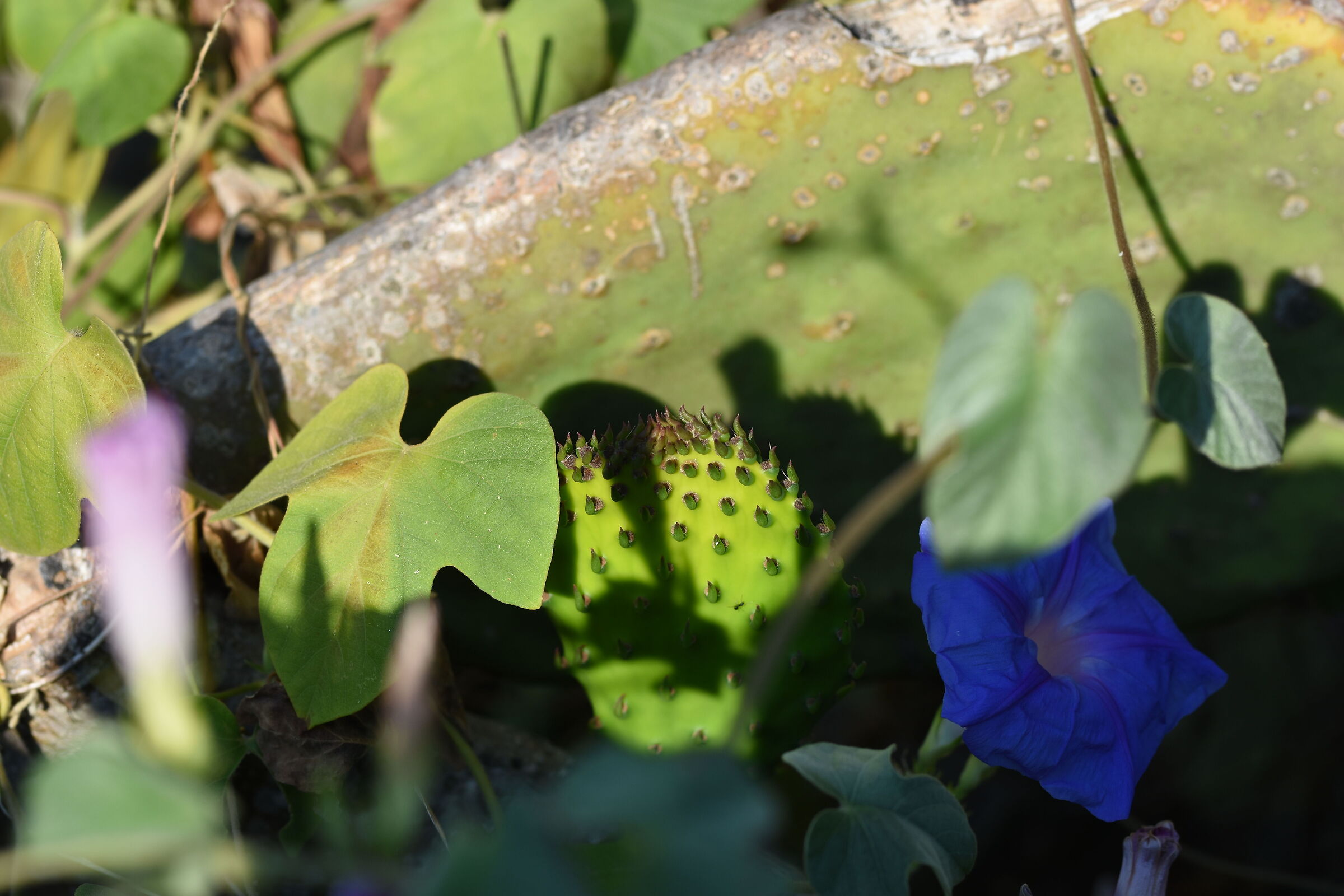 " 1/ 1.0 0 0 ", F. 4, ISO 125- Sigma 85 1.4 Art