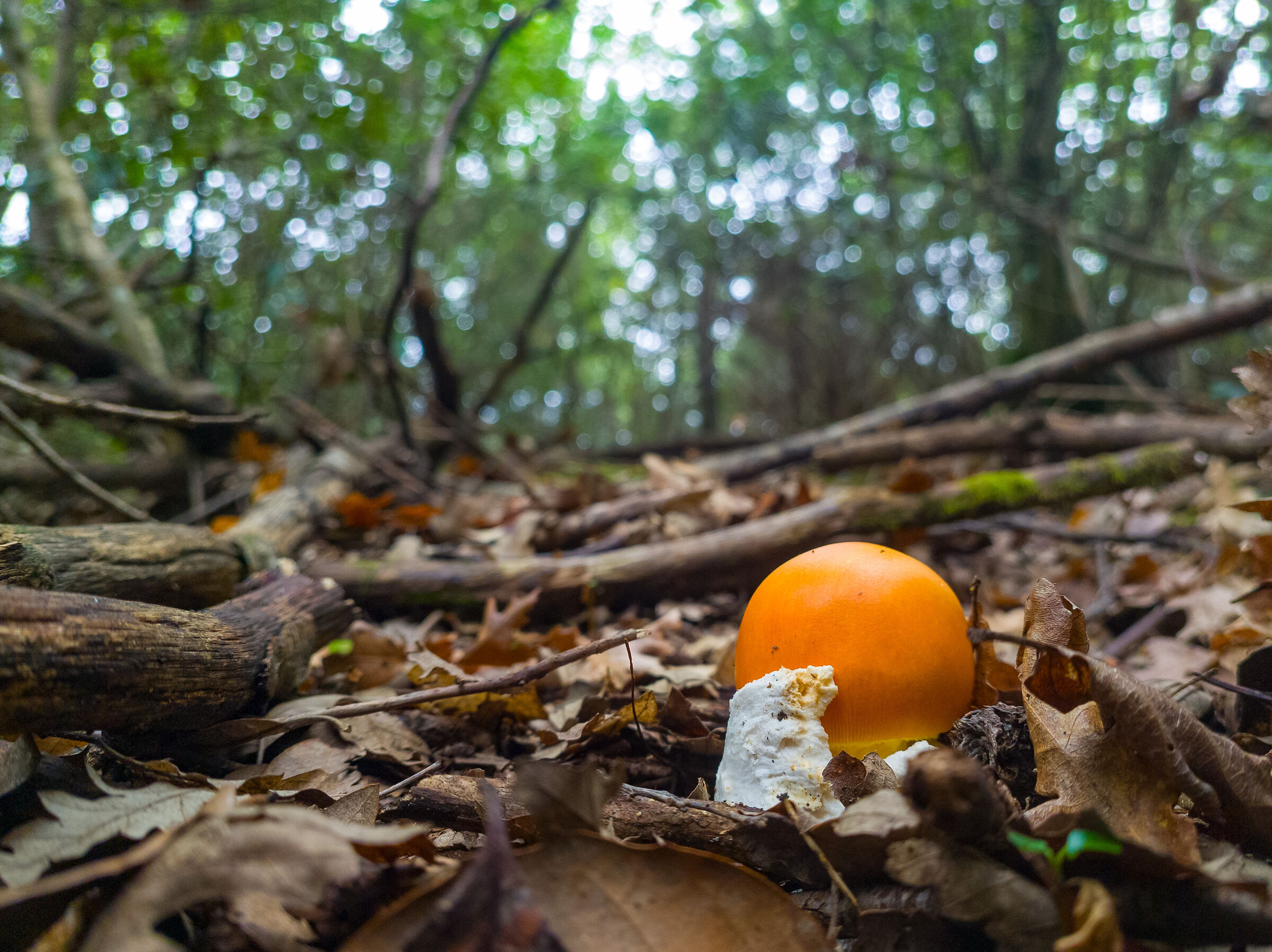 Amanita cæsarea