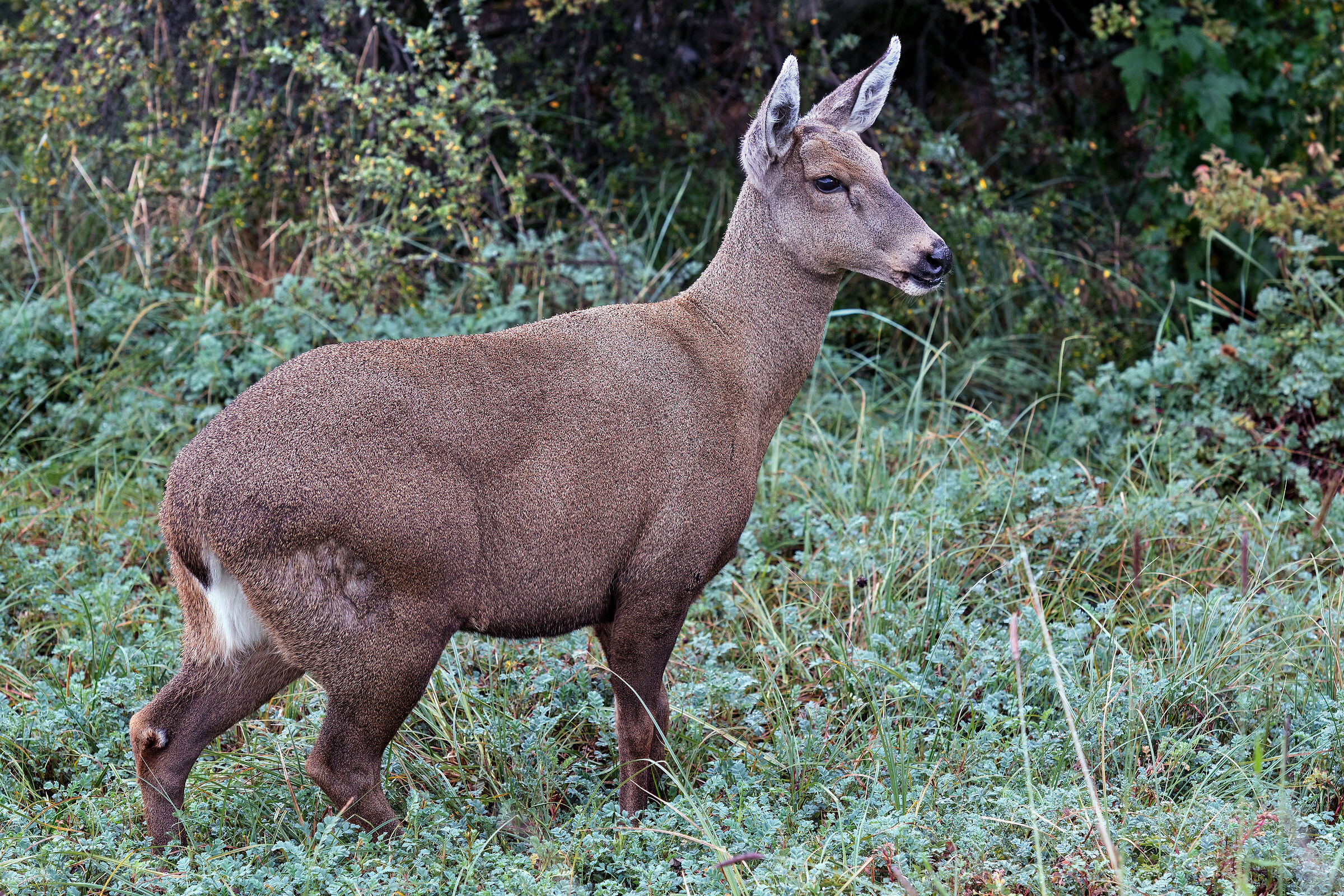 femmina di Cervo Huemul