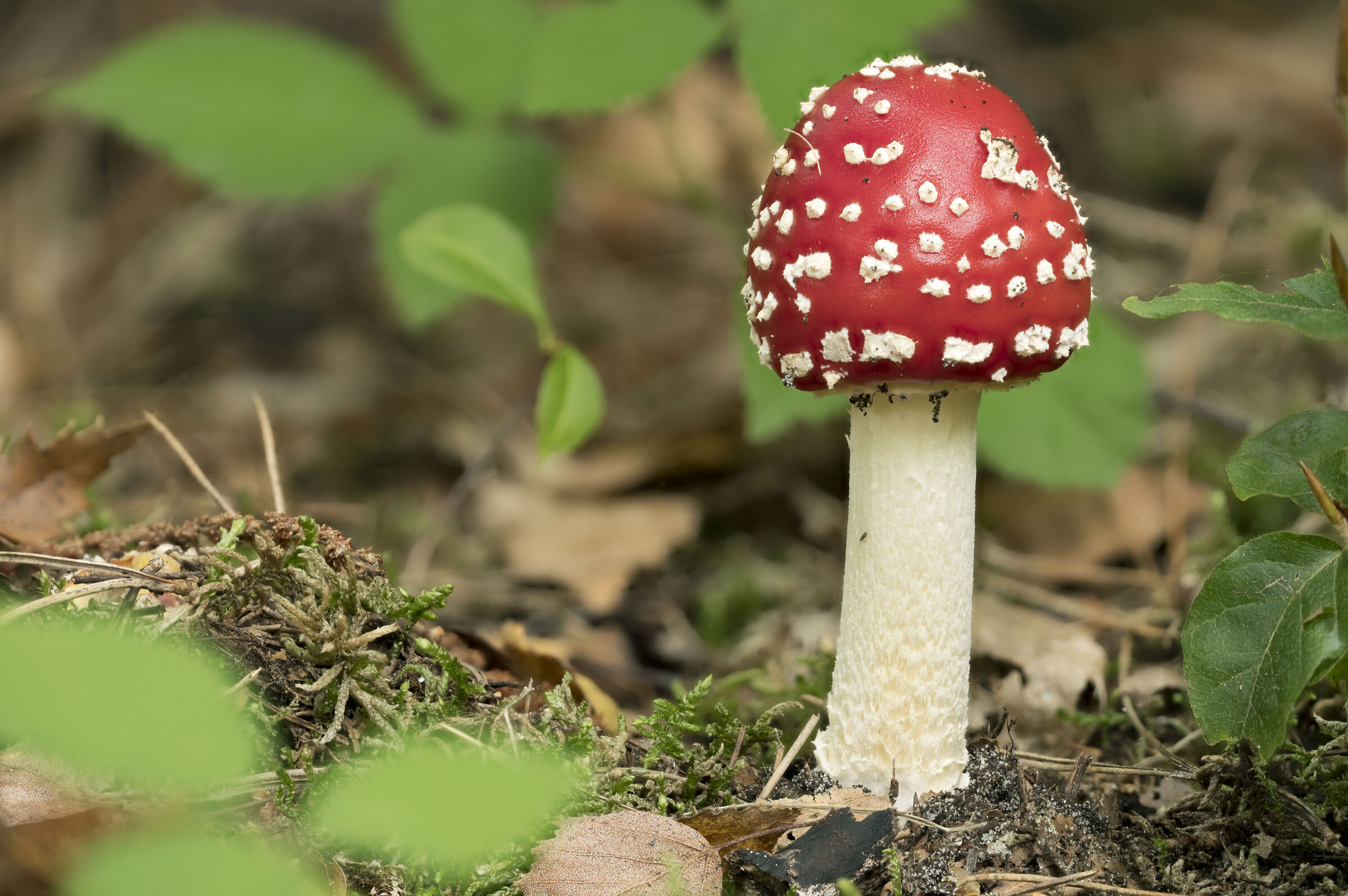 Amanita muscaria