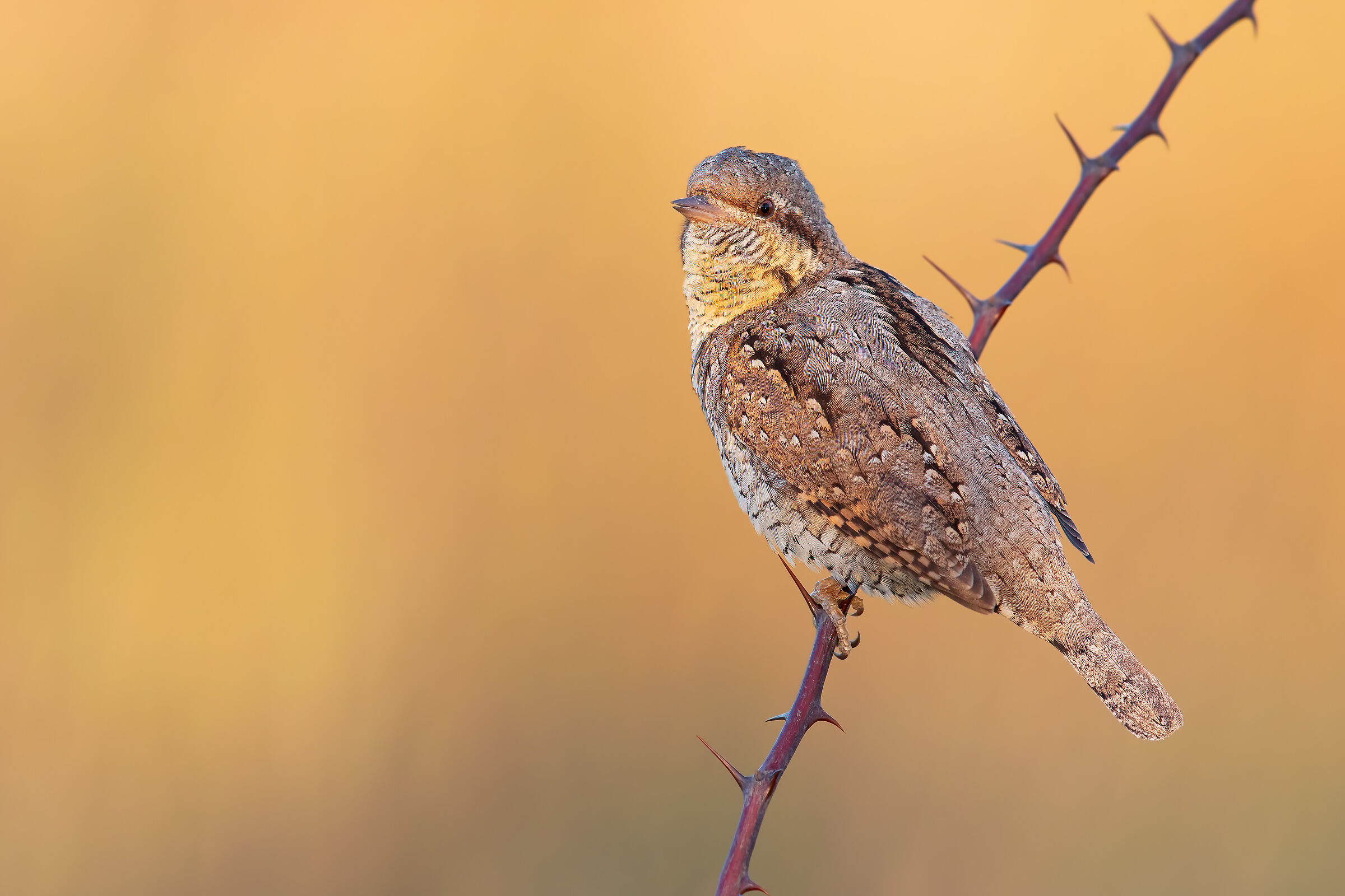 Wryneck