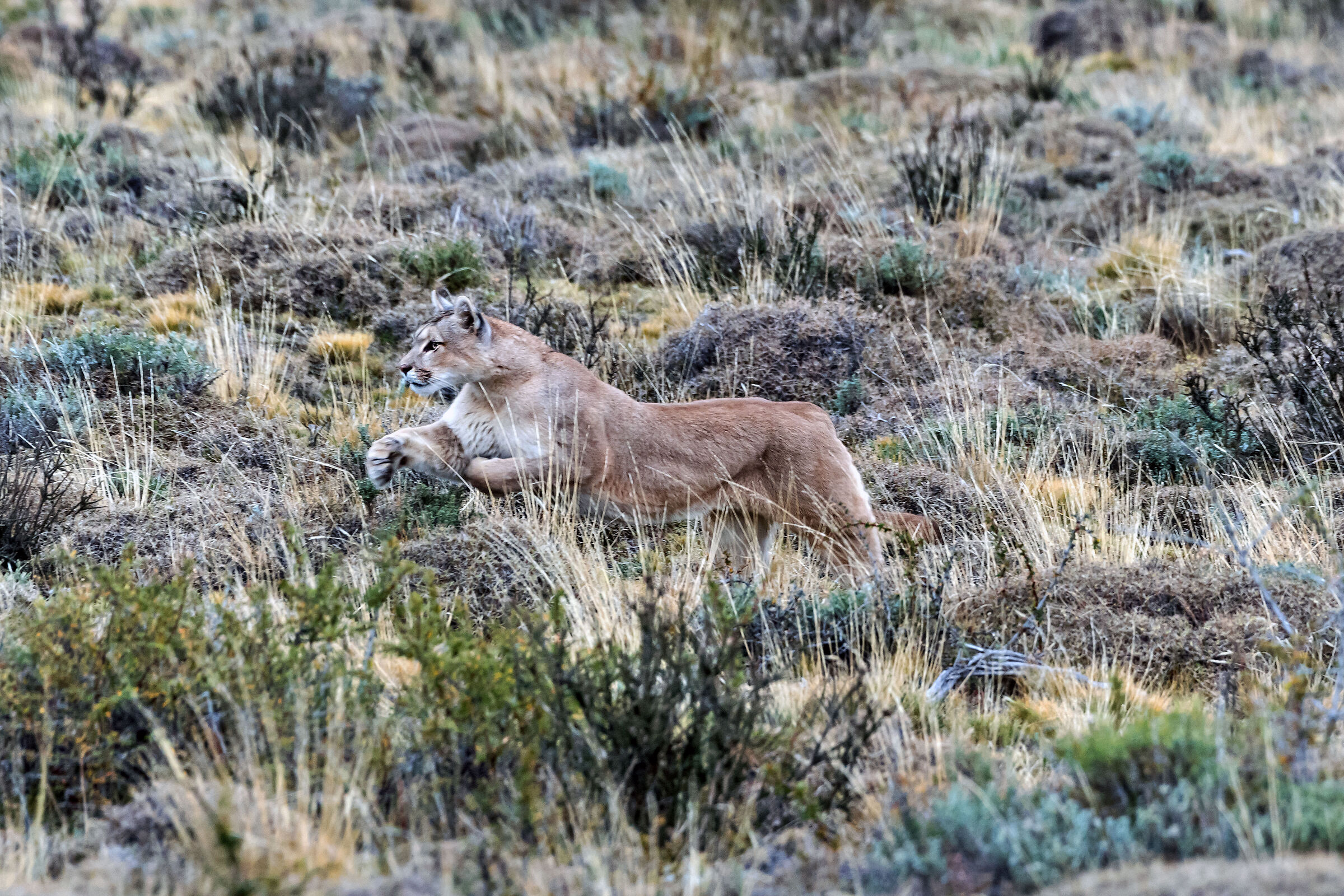 femmina di Puma in corsa