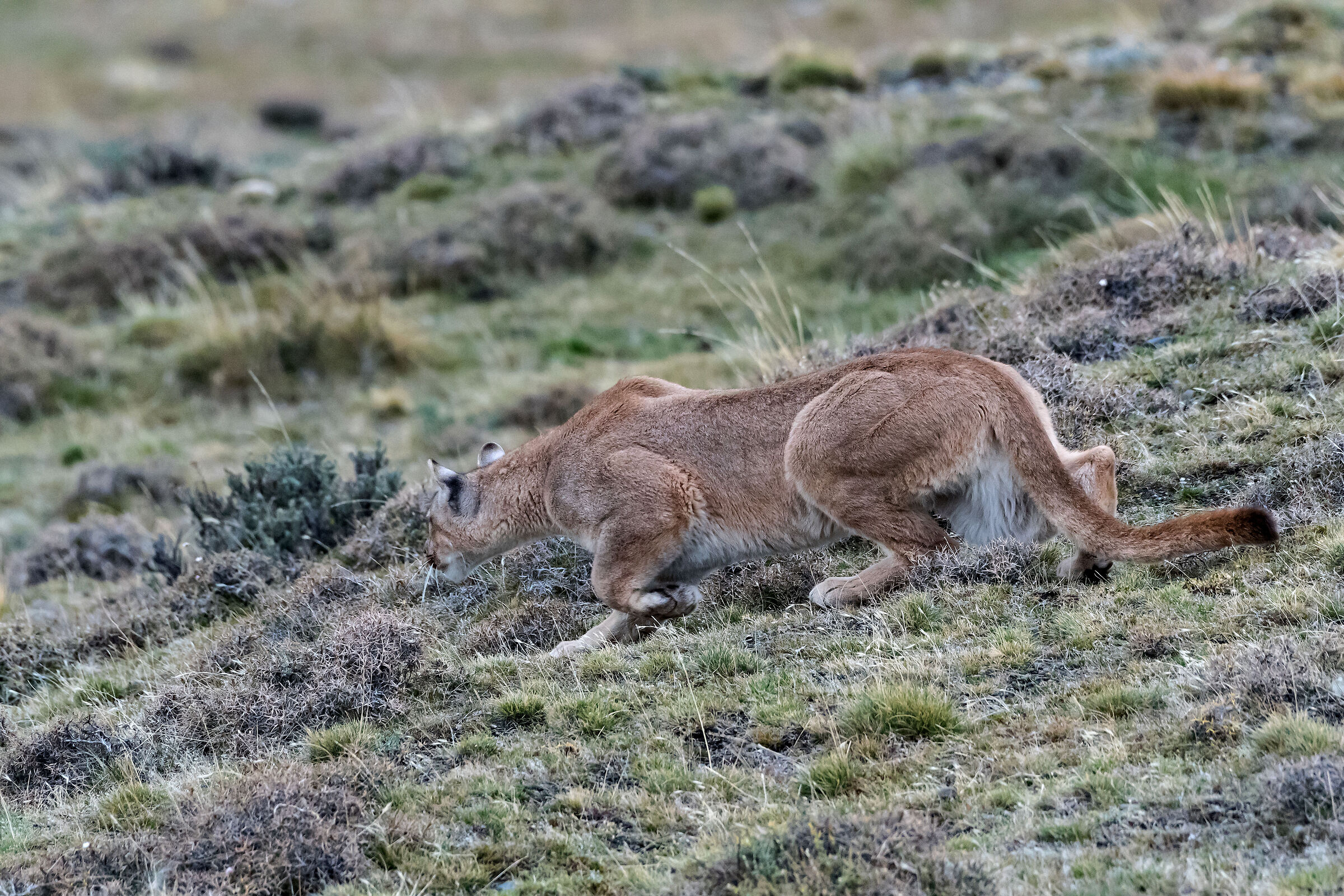 femmina di Puma in caccia