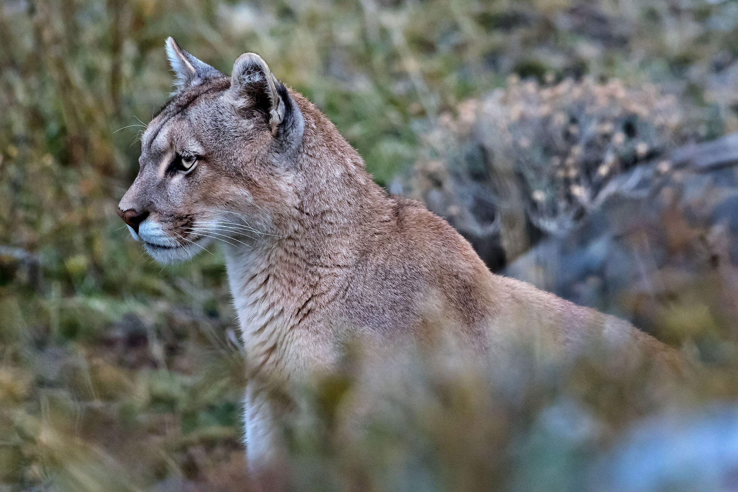 ritratto di femmina di Puma