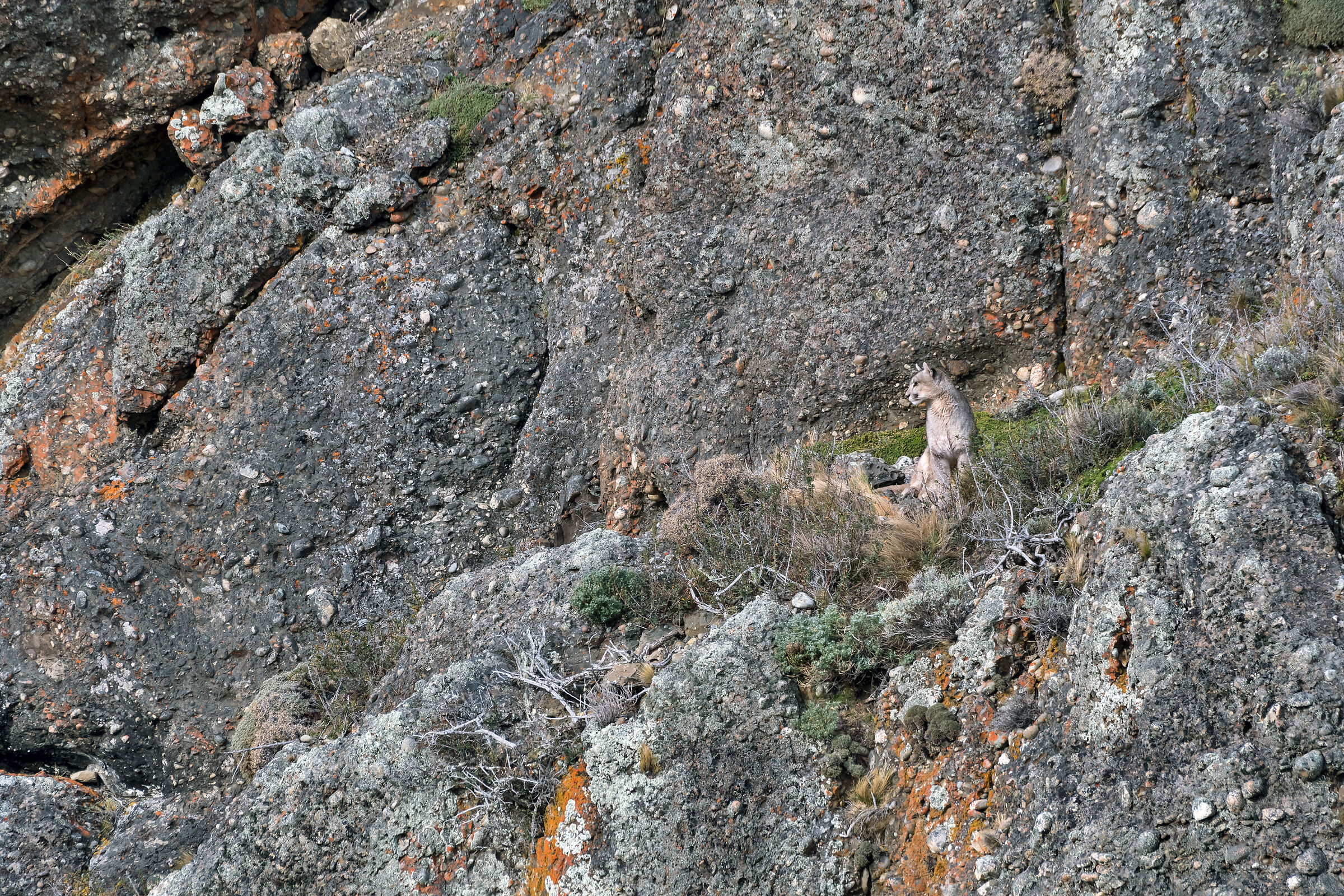 femmina di Puma ambientata