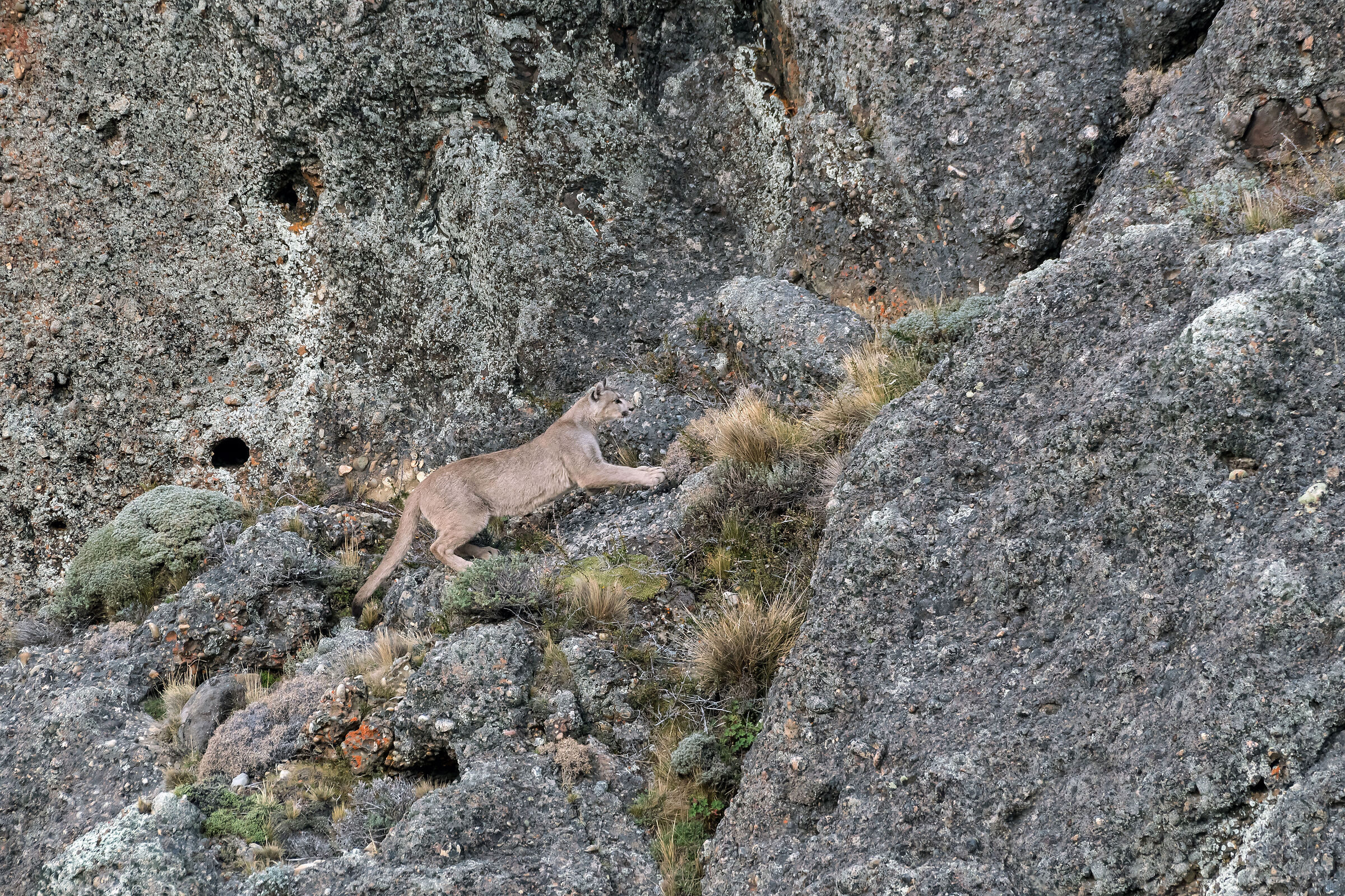 femmina di Puma ambientata