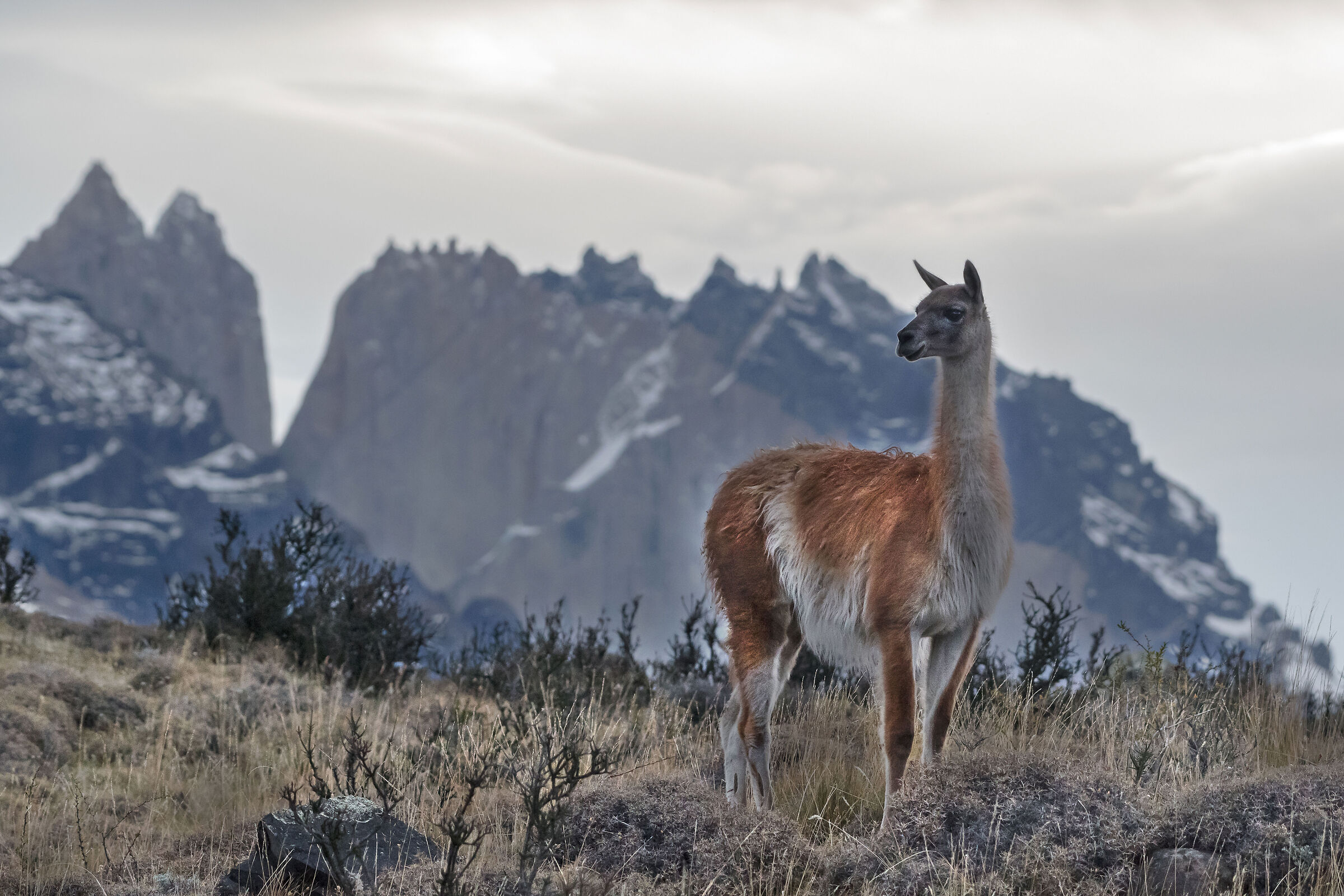 Guanaco