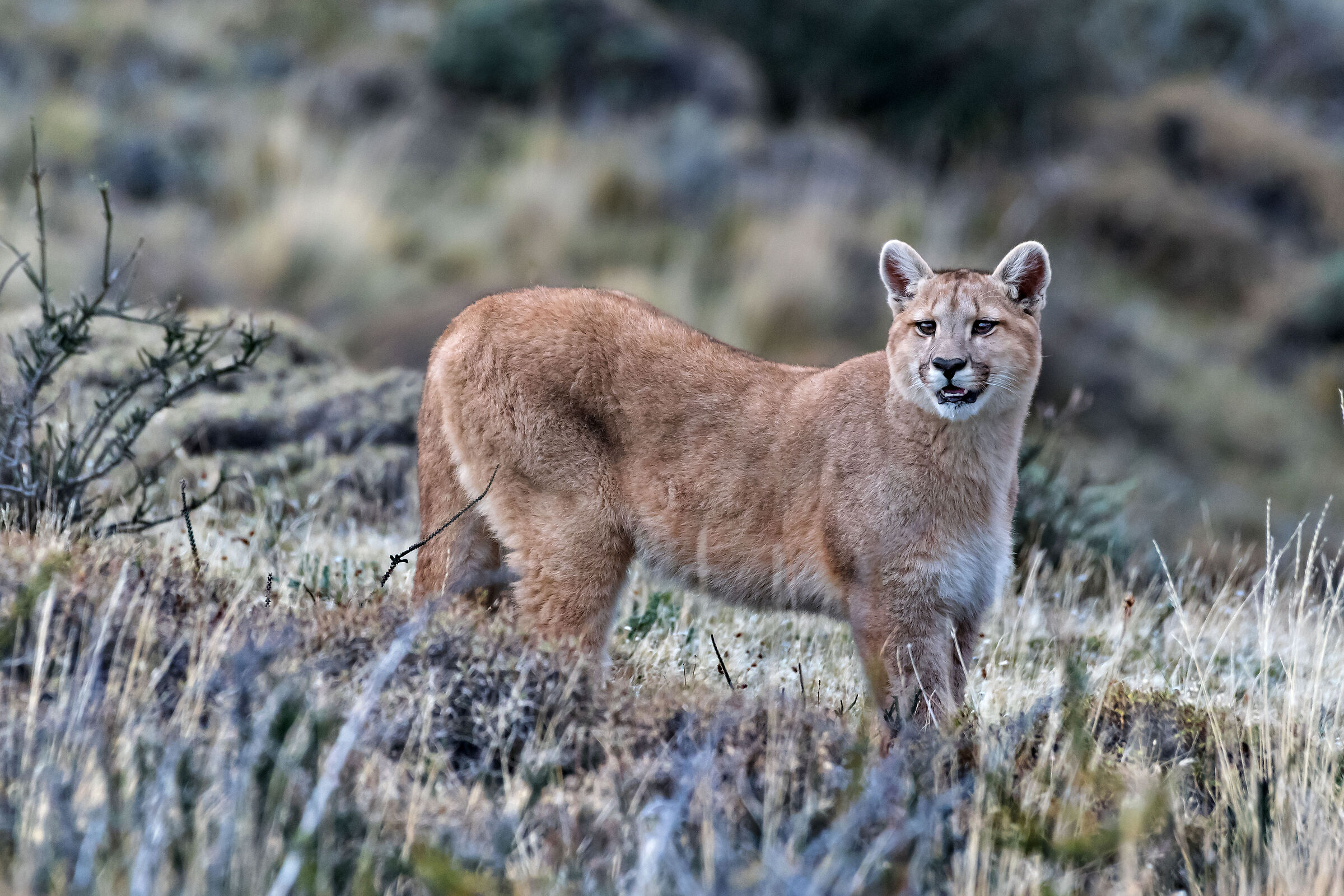giovane Puma di 4 mesi