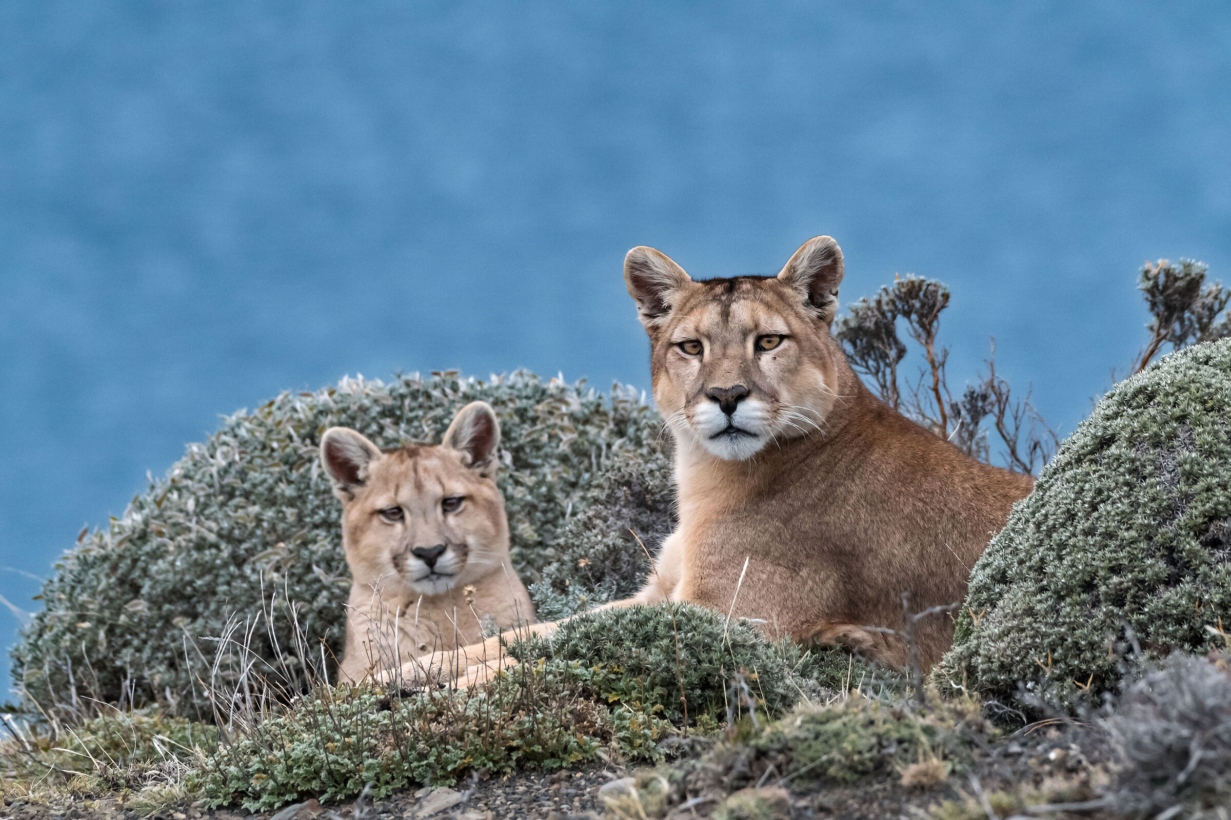 femmina di Puma con cucciolo di 4 mesi