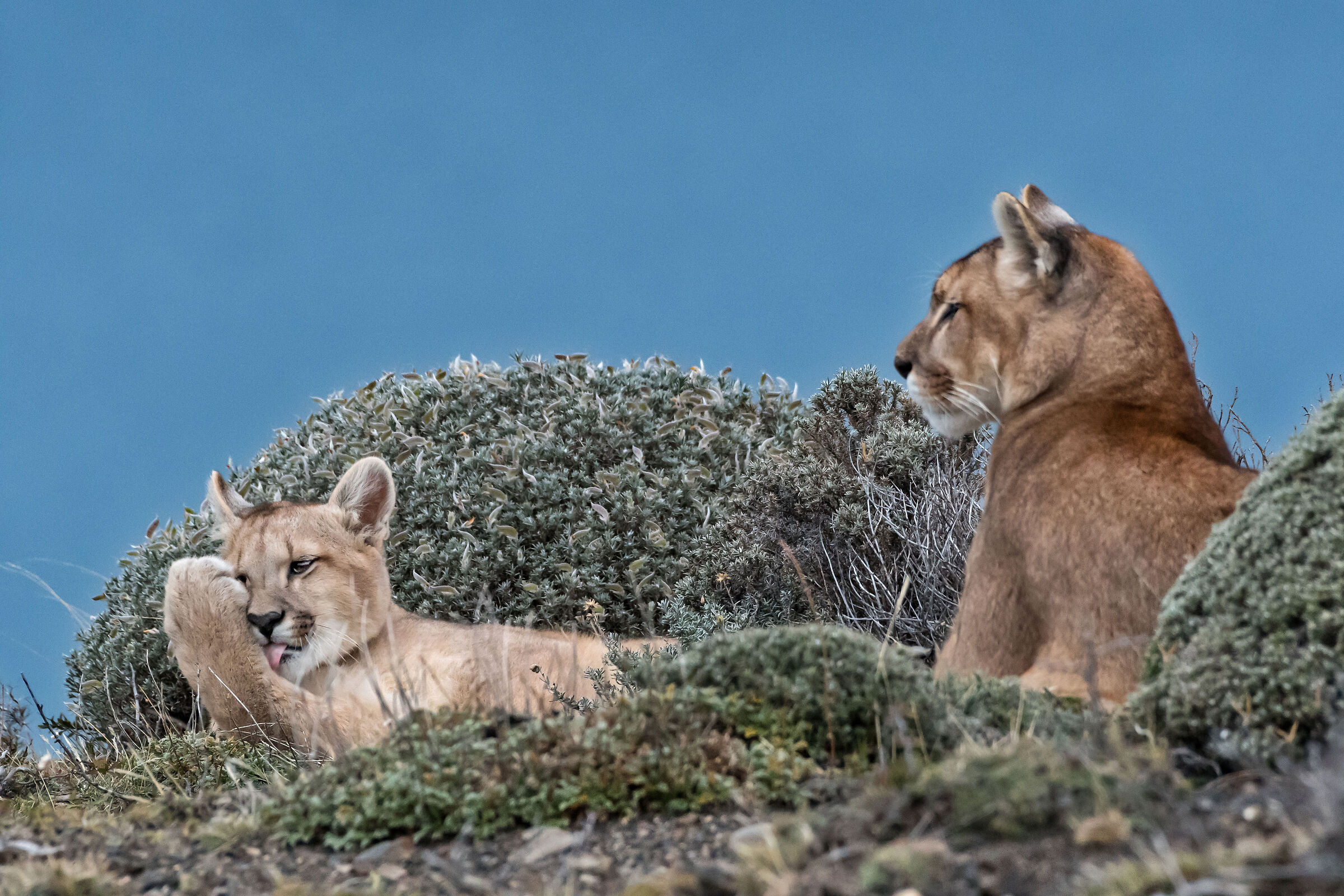 femmina di Puma con cucciolo di 4 mesi
