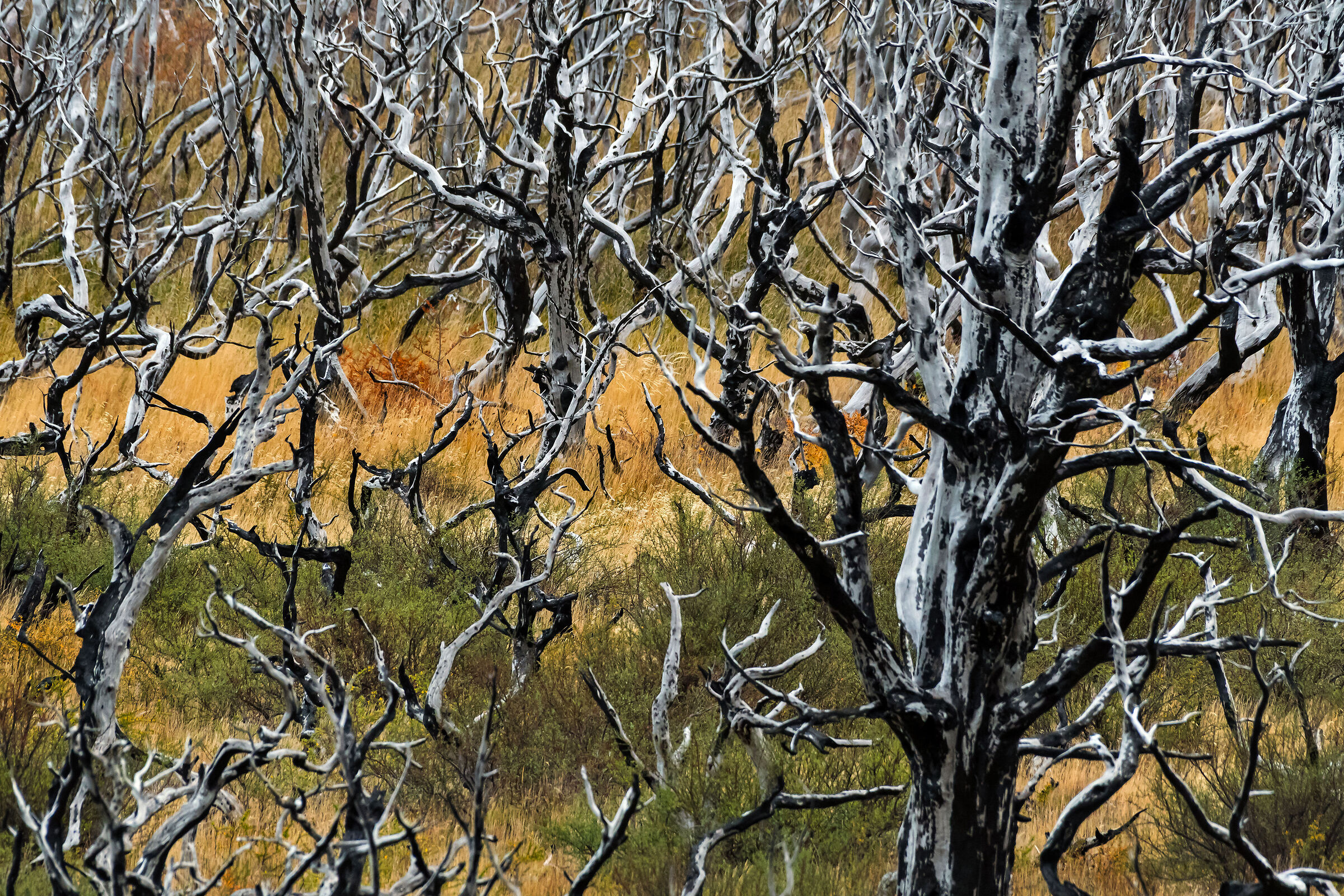 Faggi australi bruciati