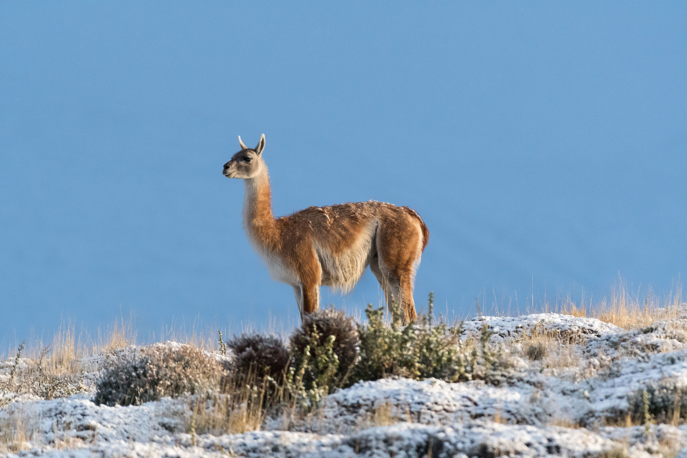 Guanaco ambientato