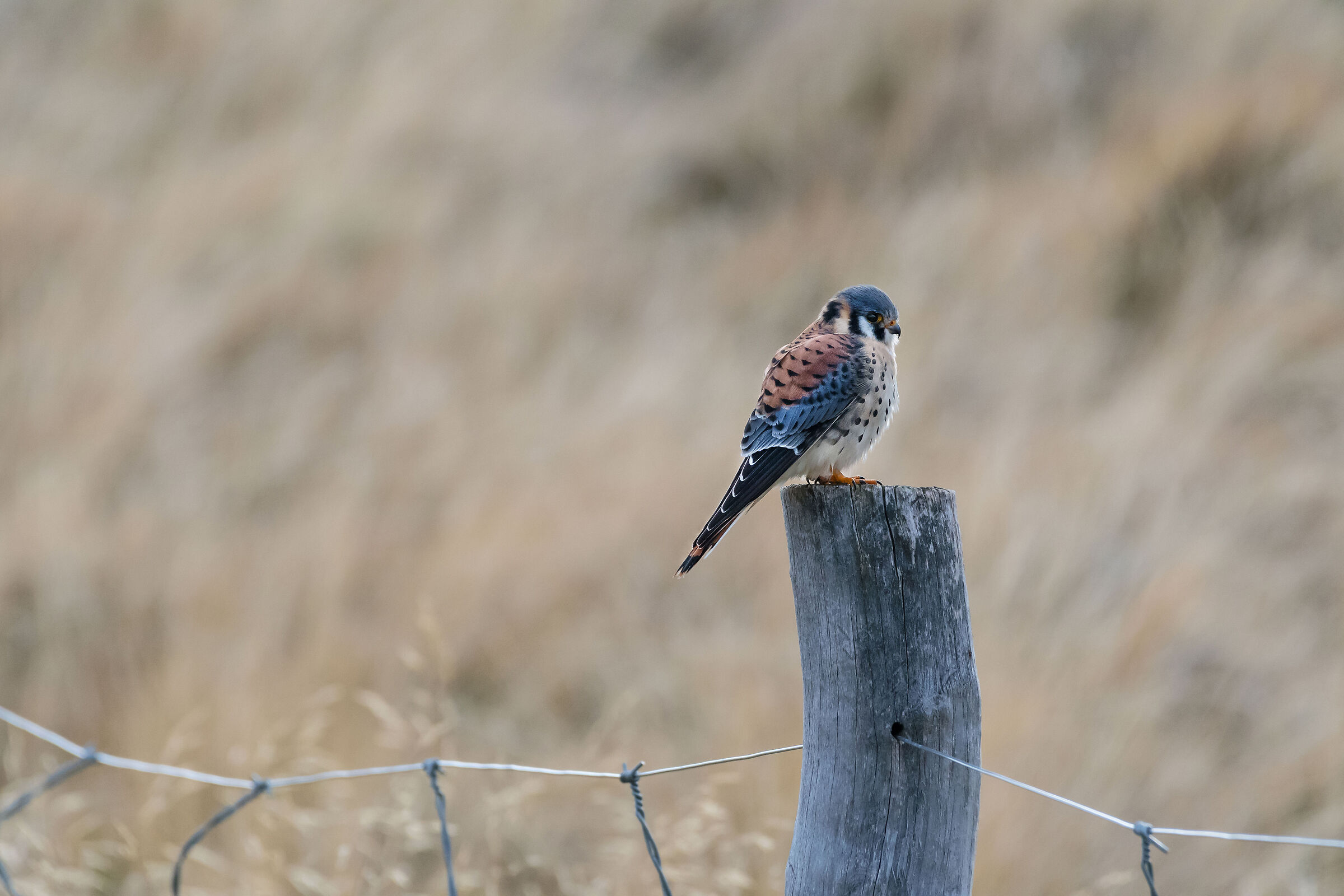 maschio di Gheppio americano