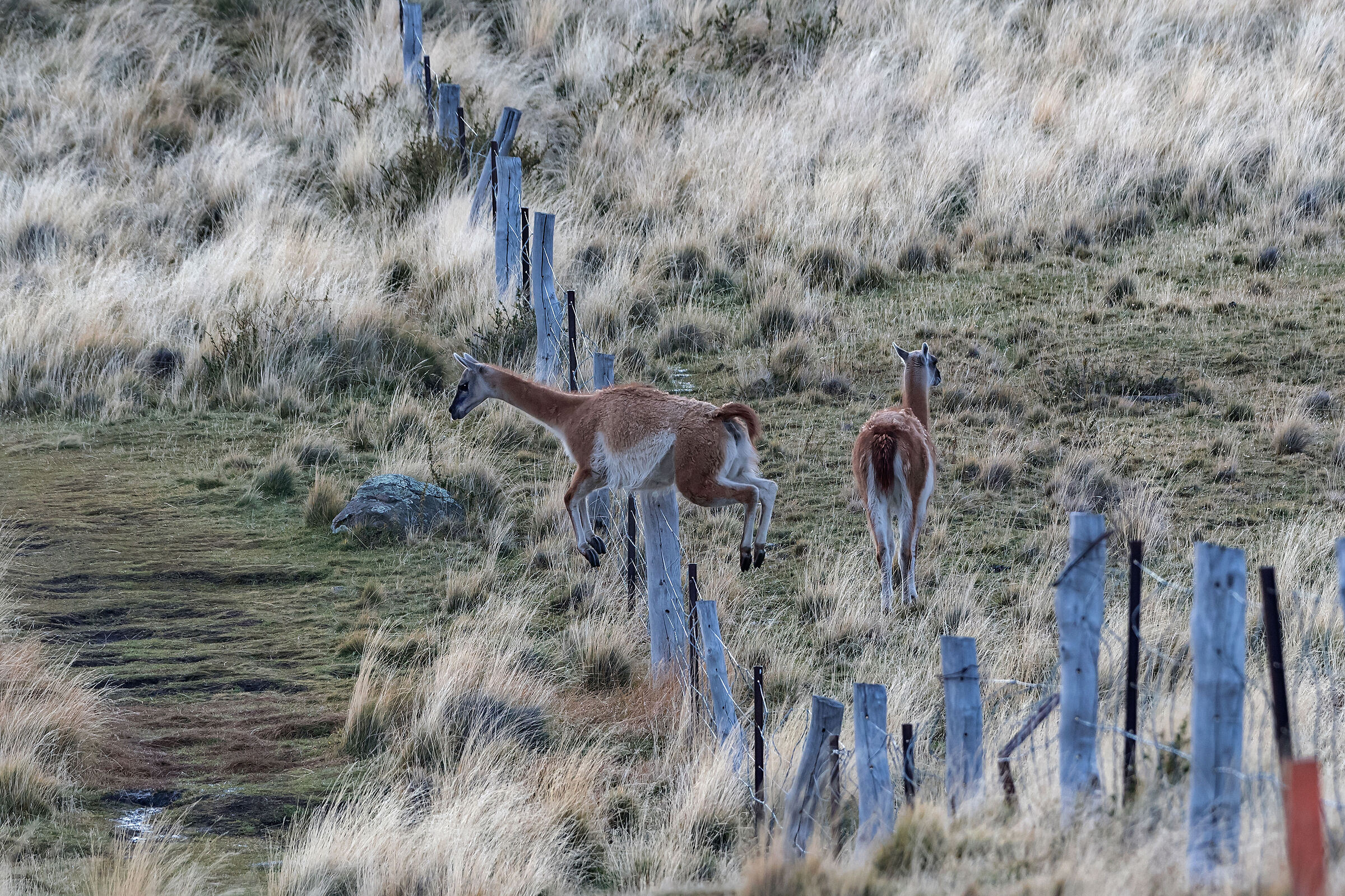 Guanachi