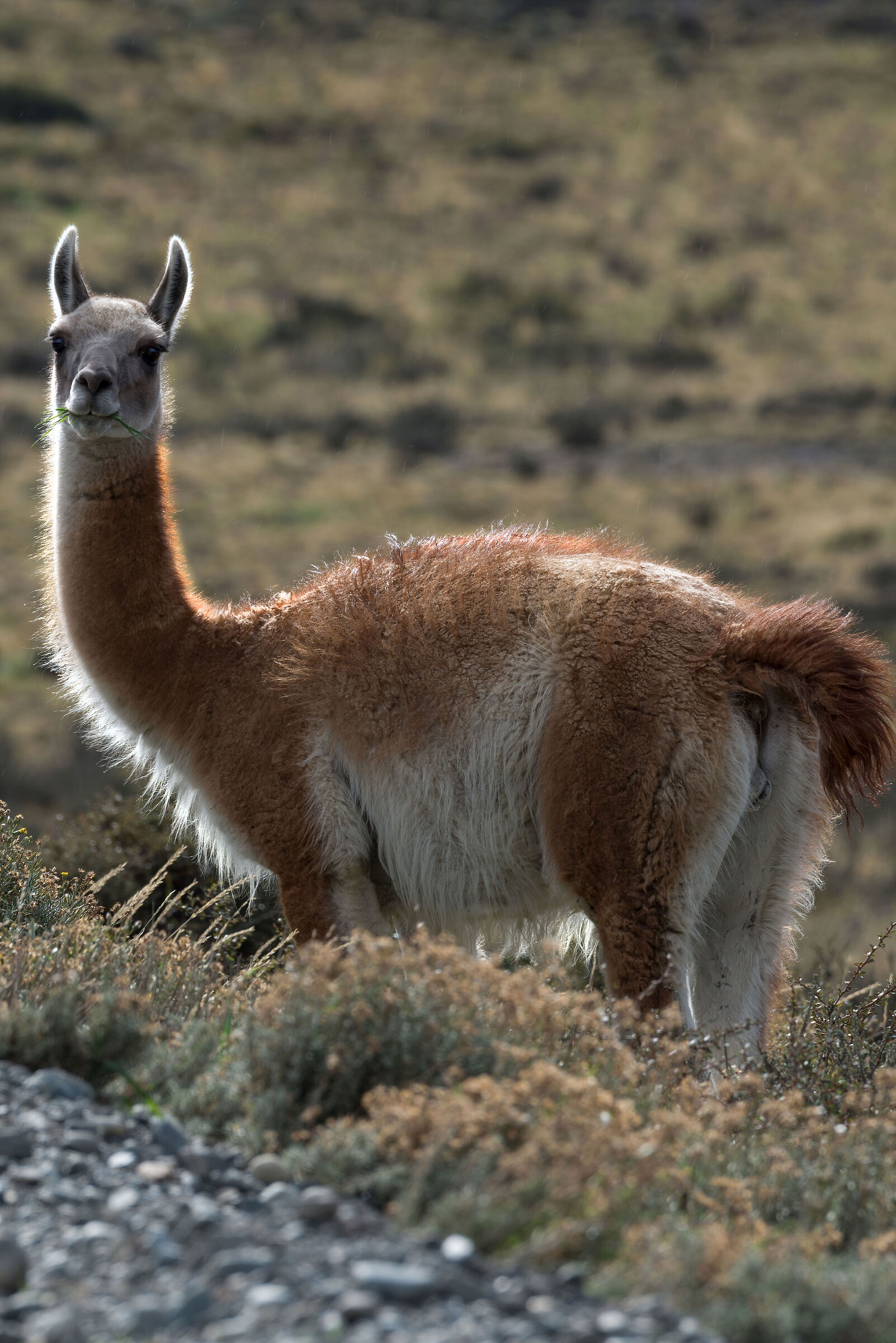 Guanaco