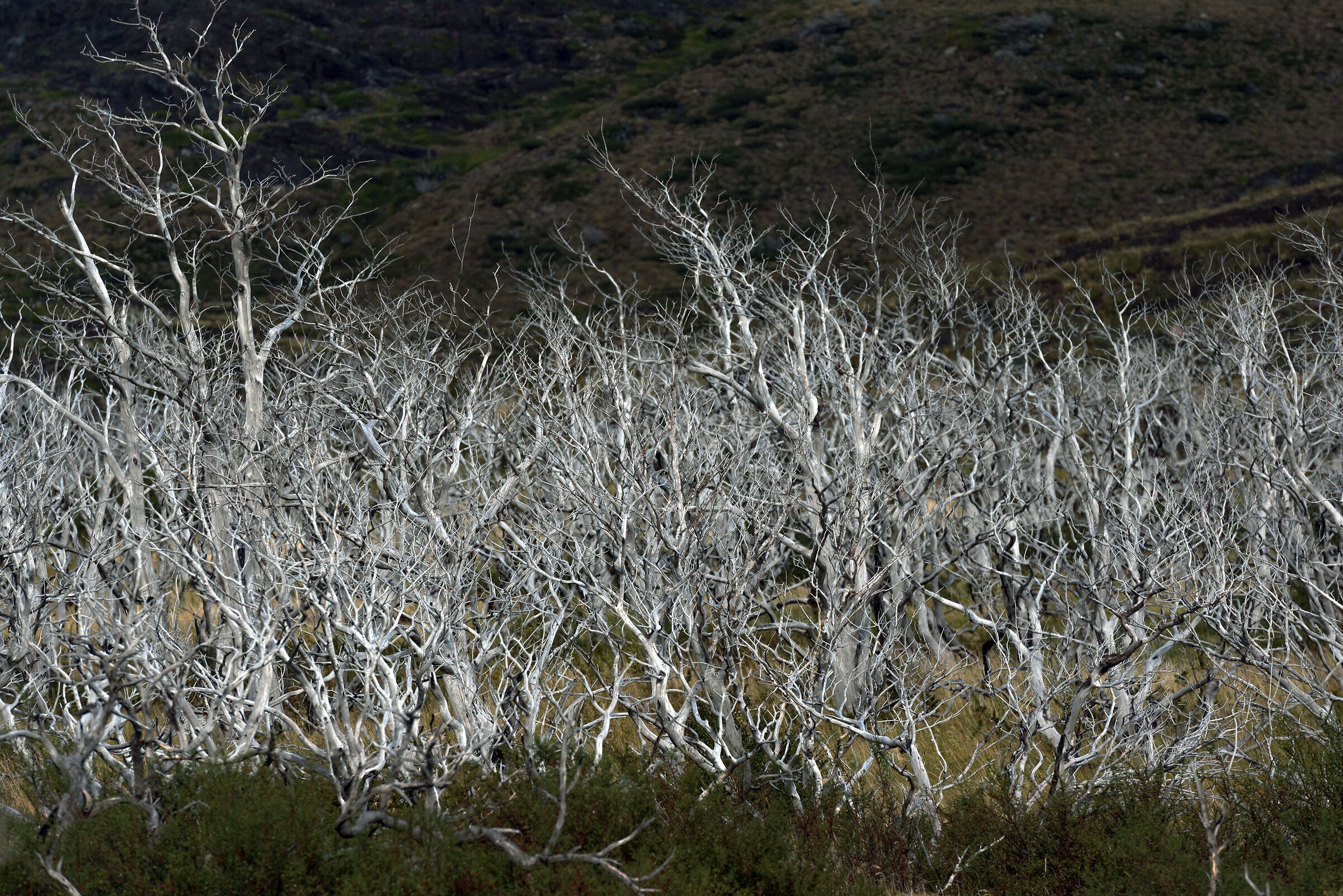 Faggi australi rinsecchiti