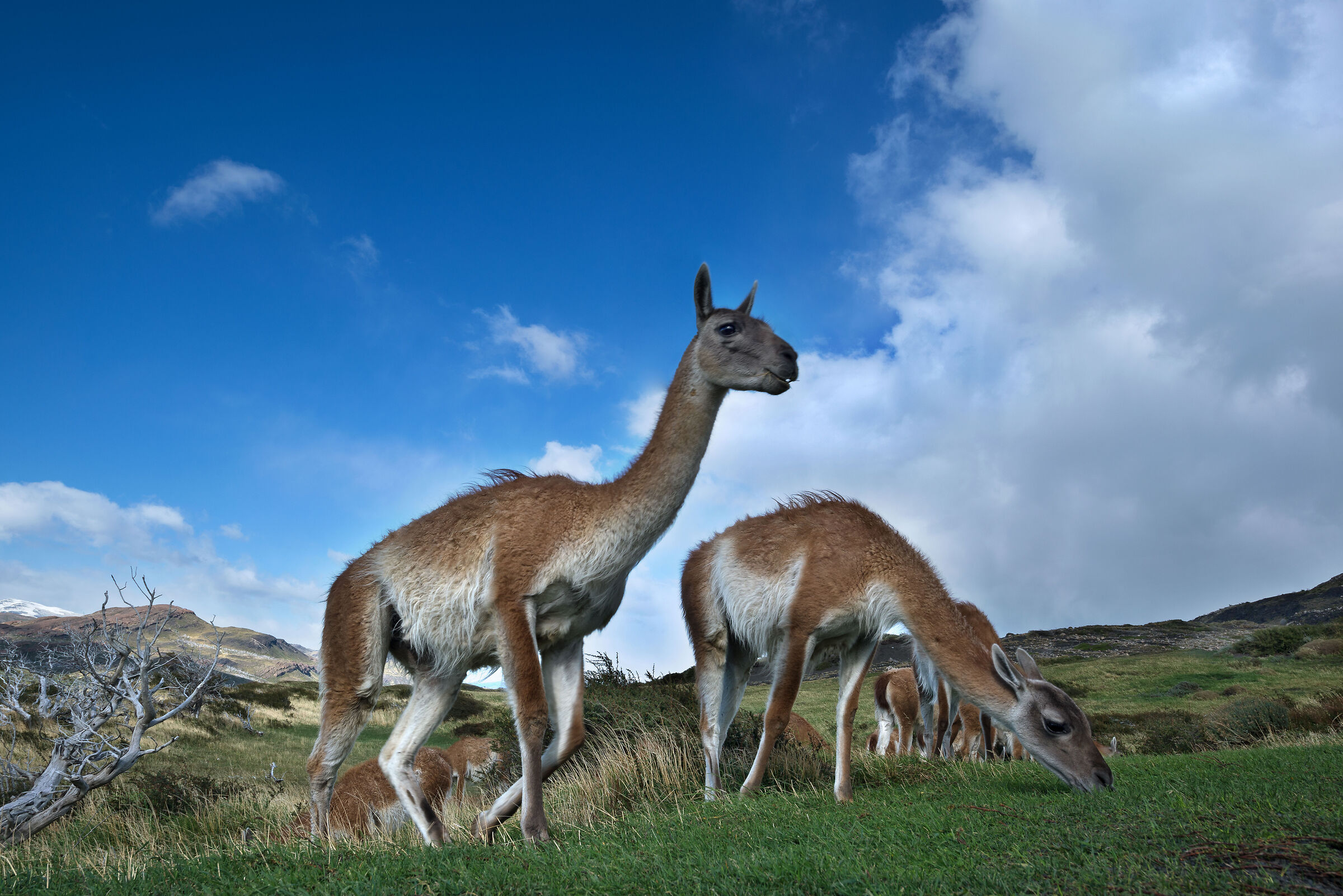 Guanachi ambientati