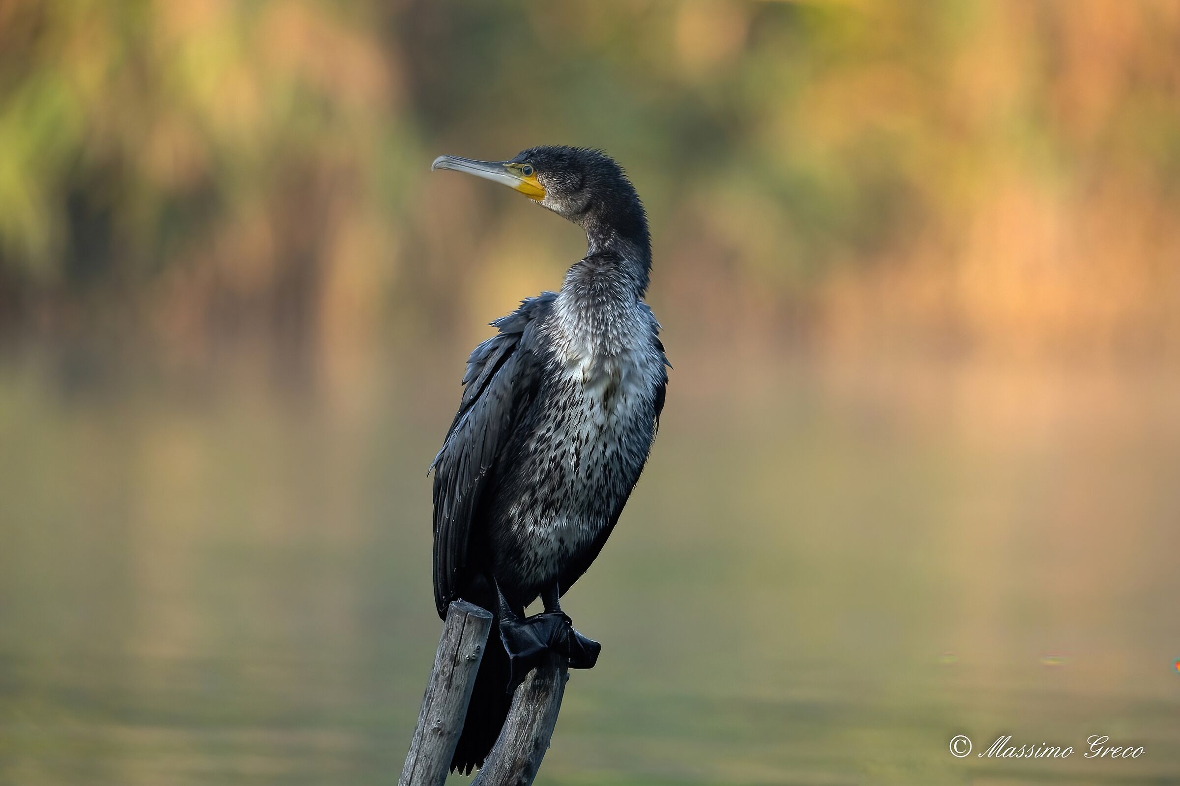 Cormorant (Phalacrocorax carbo)