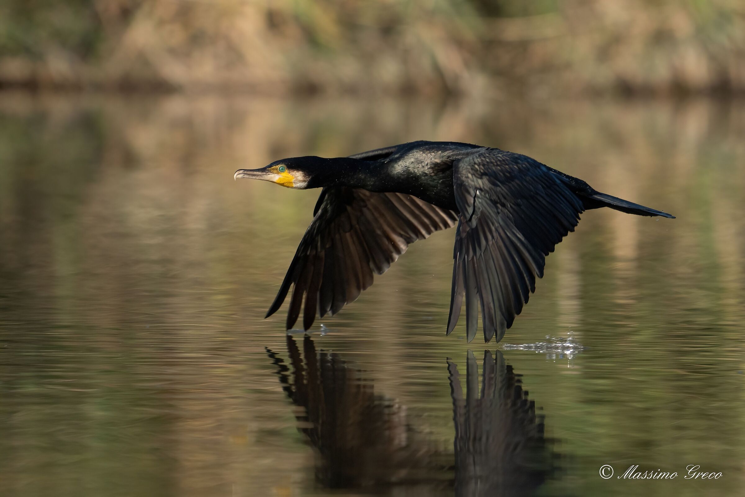 Cormorant (Phalacrocorax carbo)