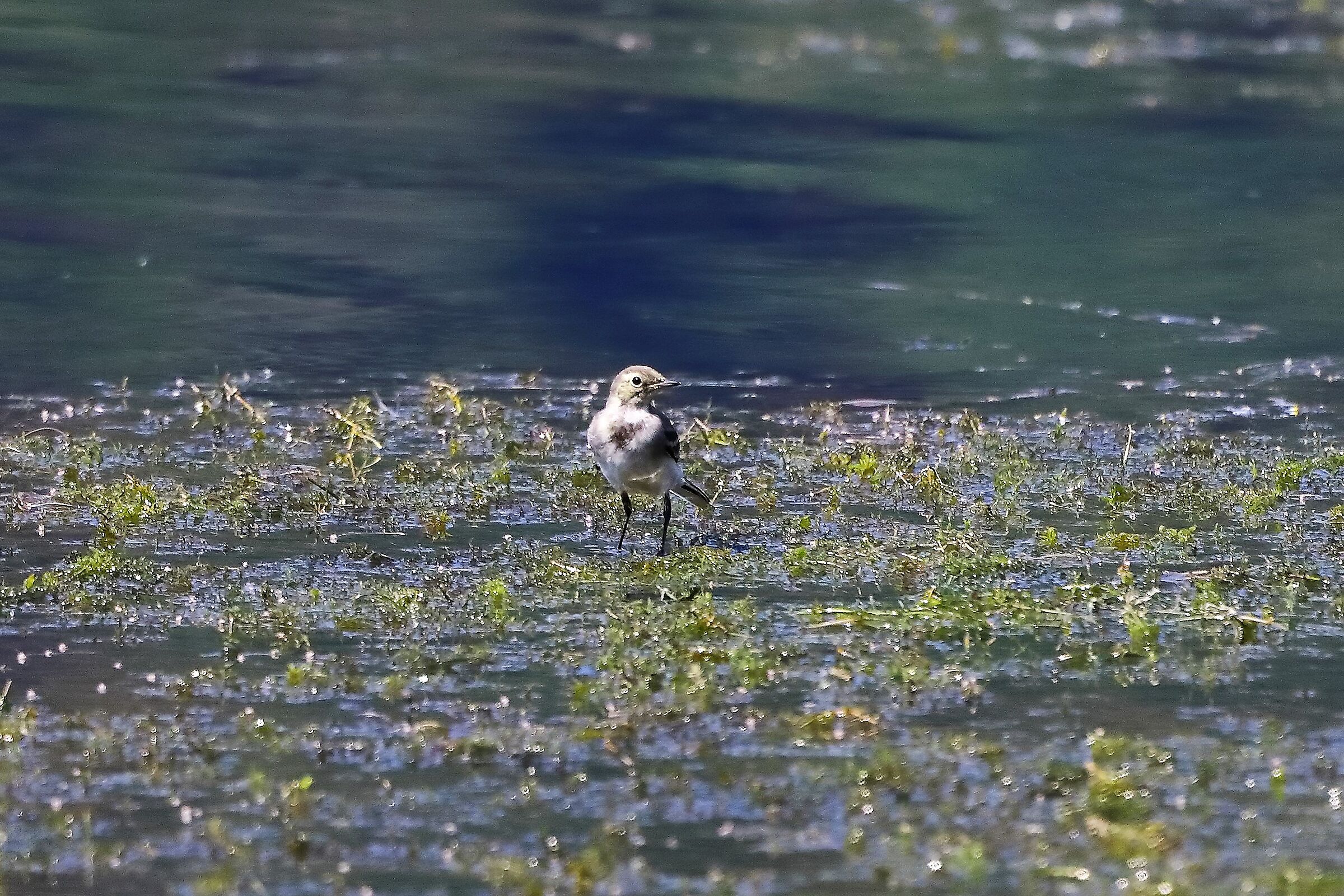 Ballerina bianca 16-07-2022