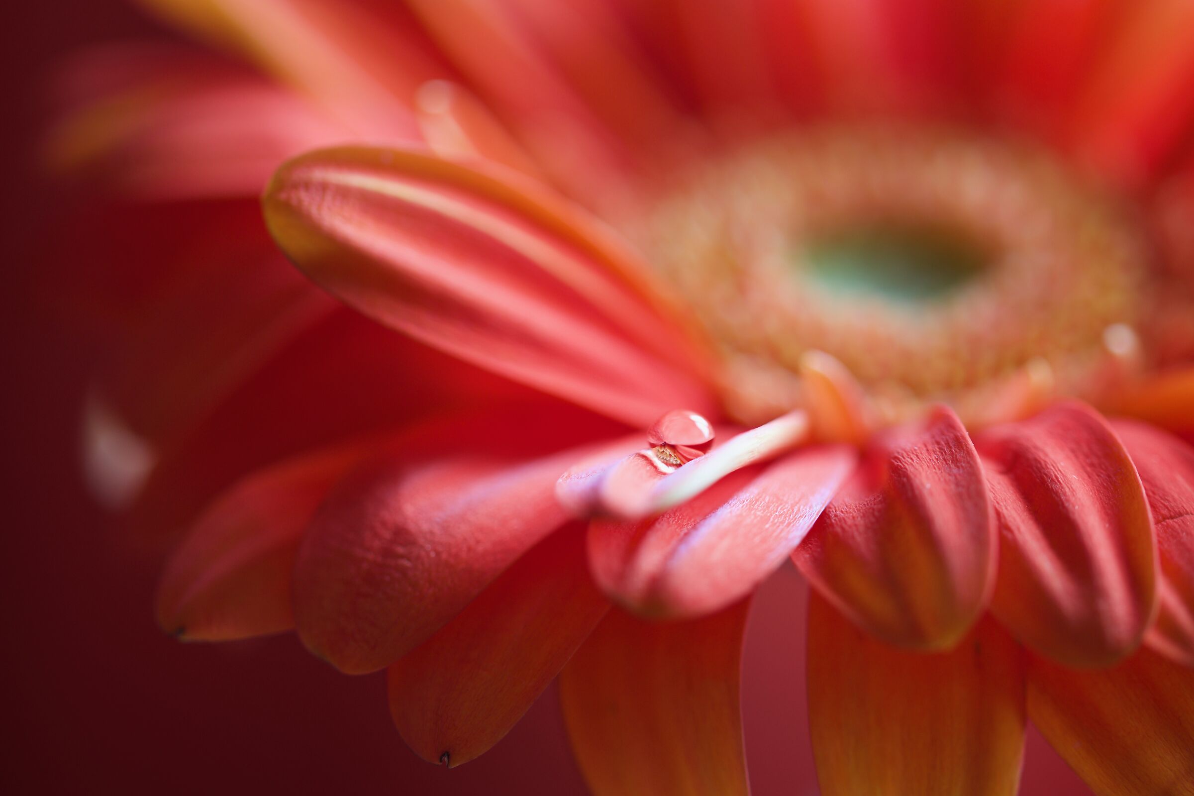 Gerbera