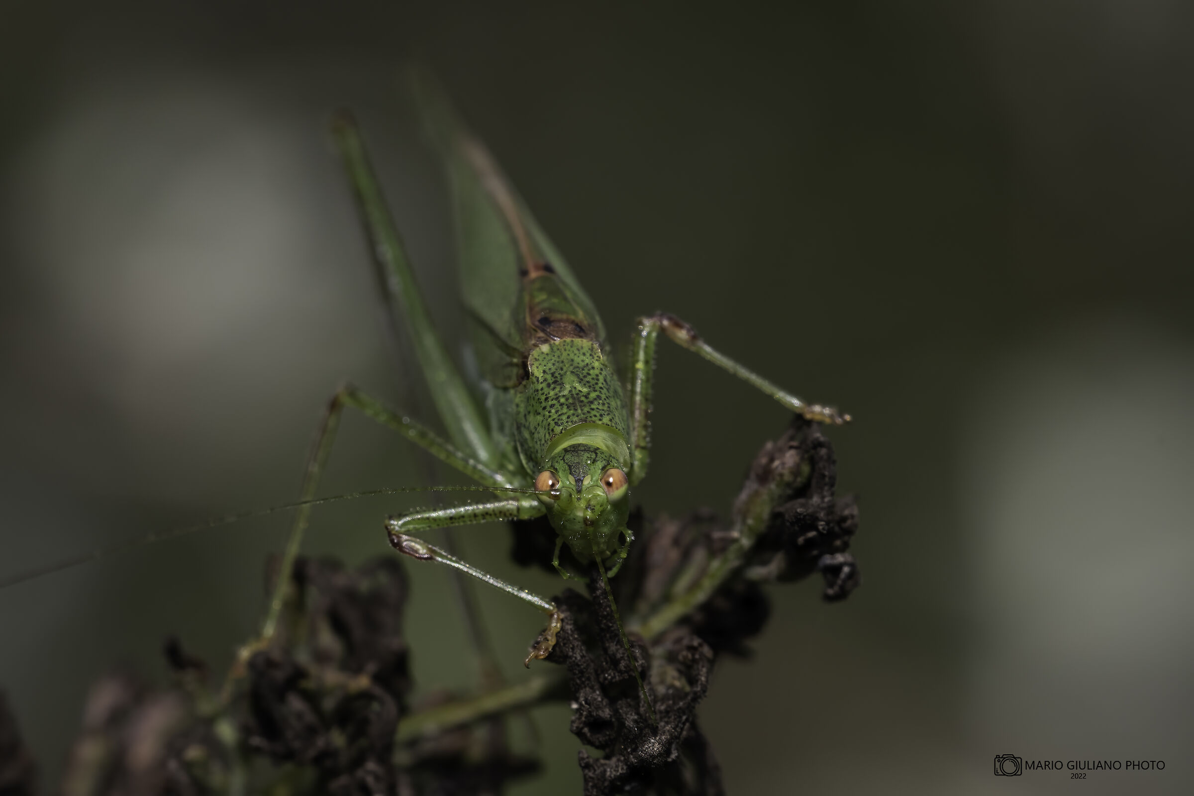 Dwarf phaneroptera
