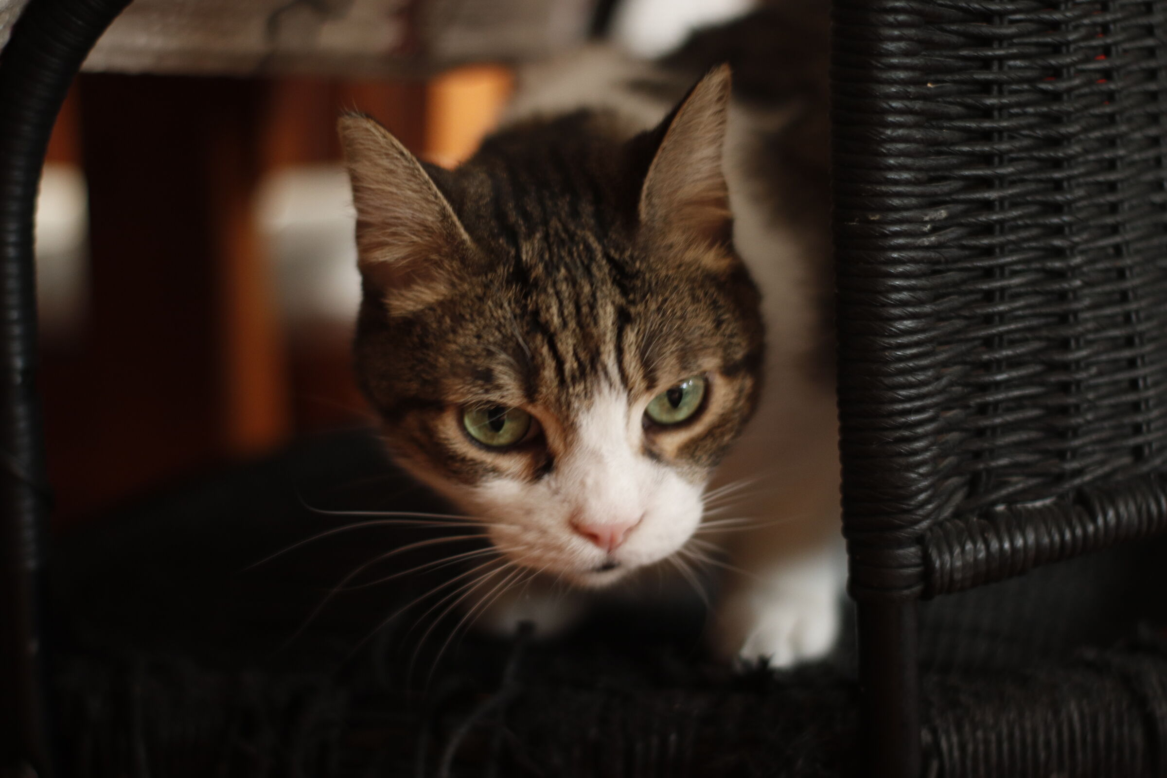 The cat is on the chair