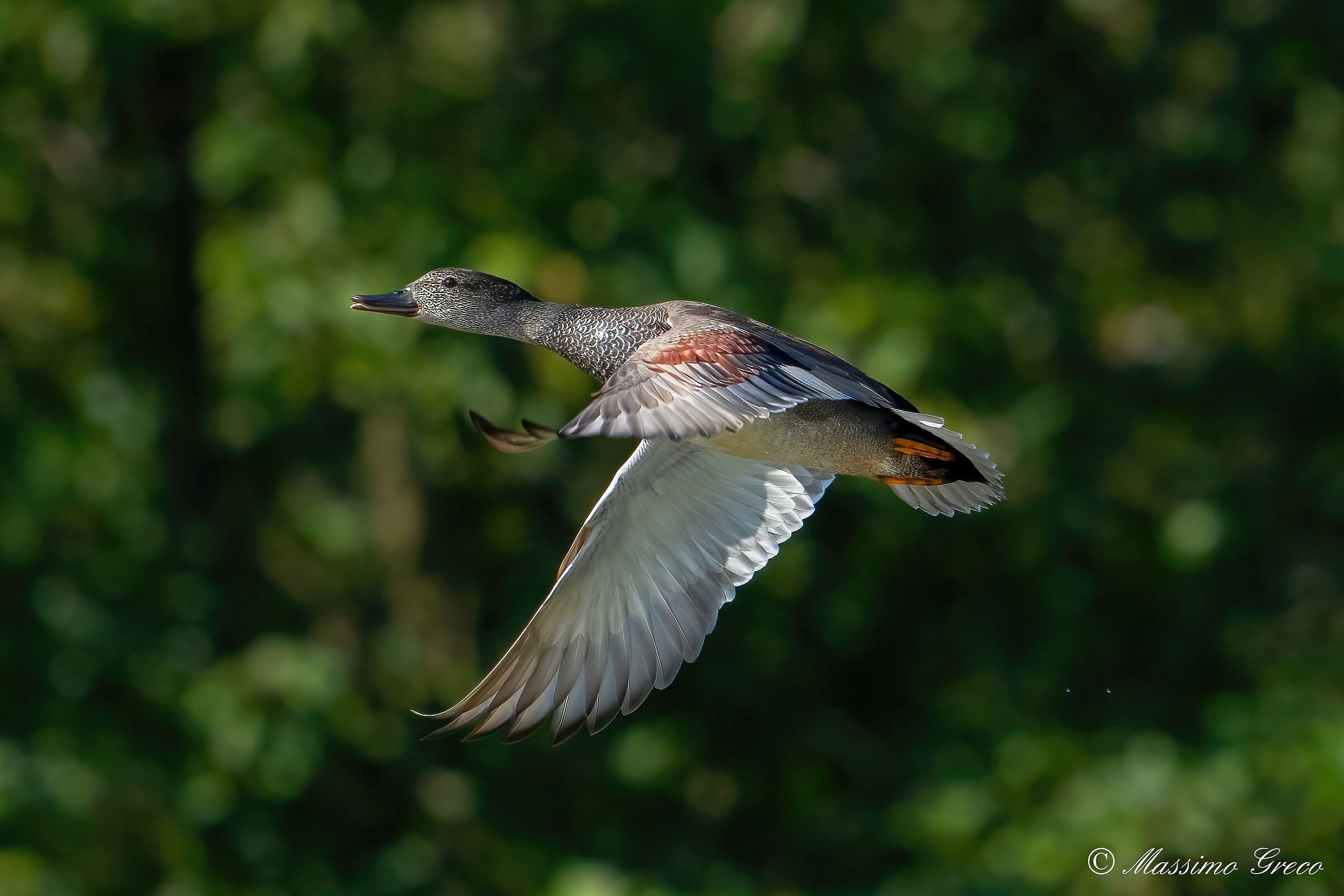 Canapiglia (Mareca strepera)