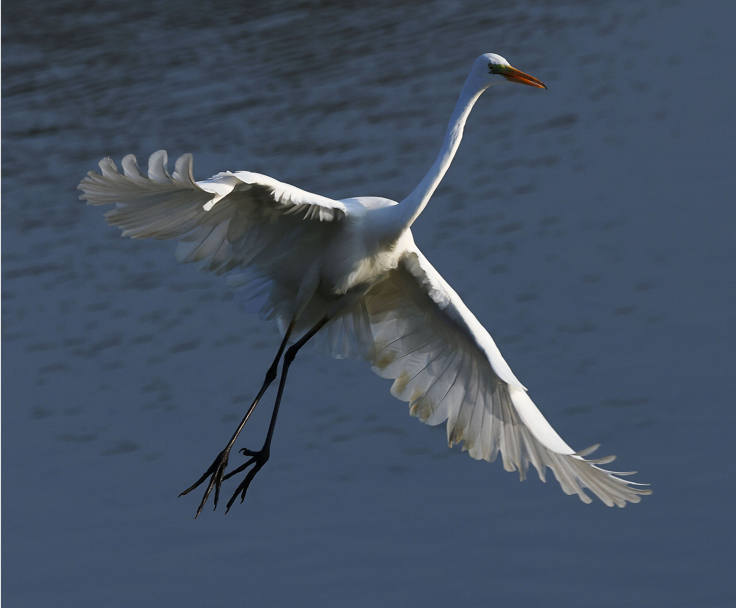 White heron