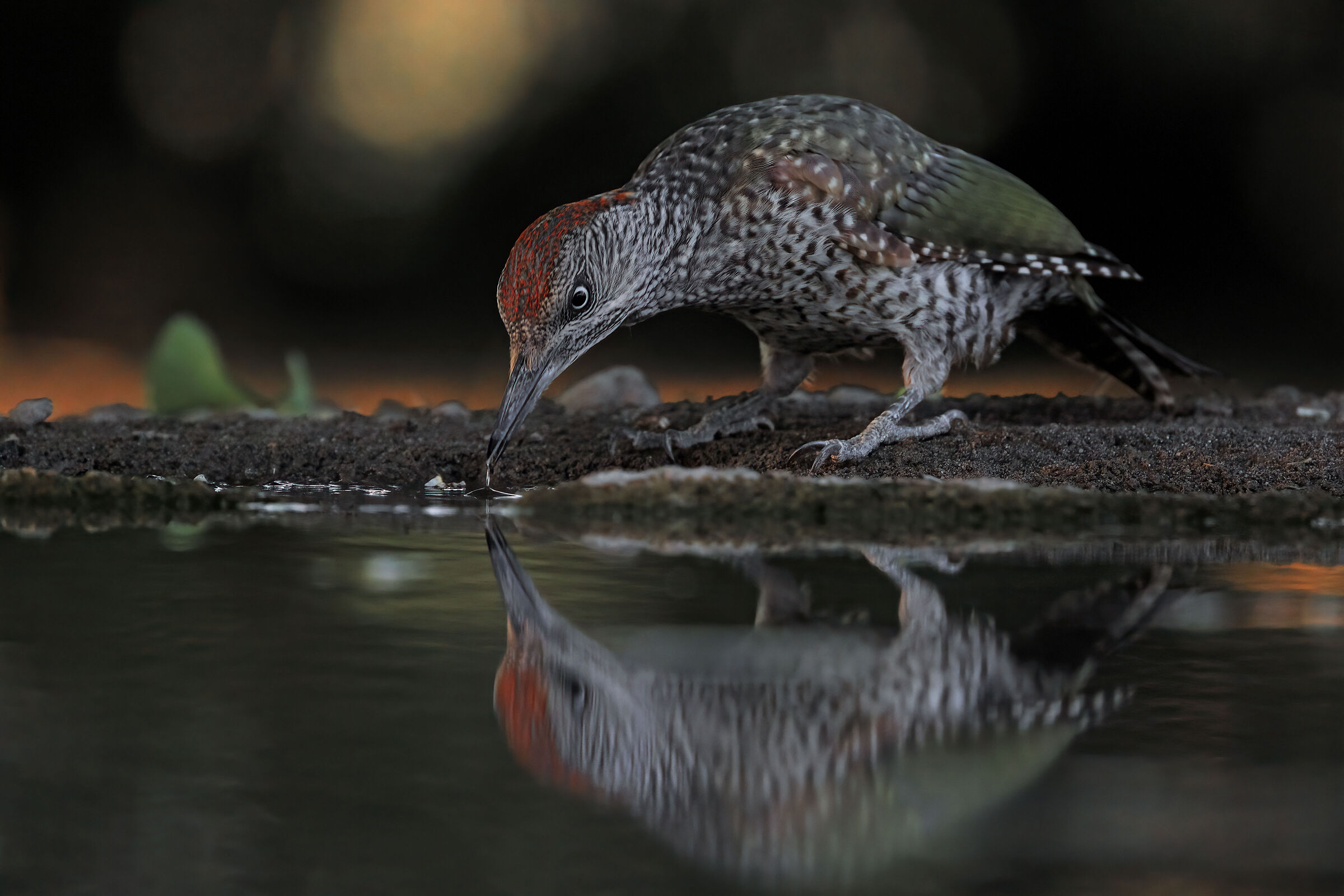 Green woodpecker (F)