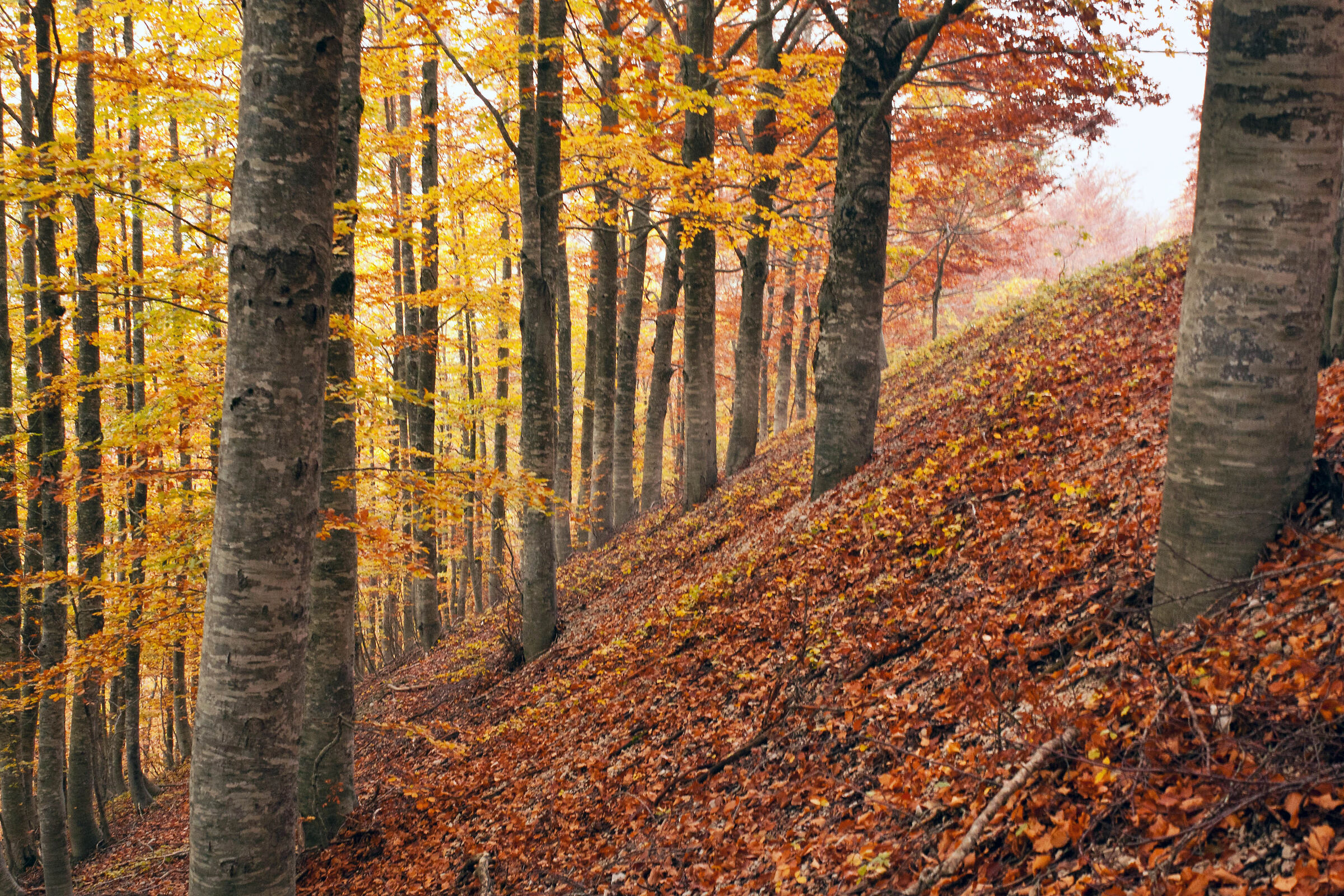 Foliage hernici mountains