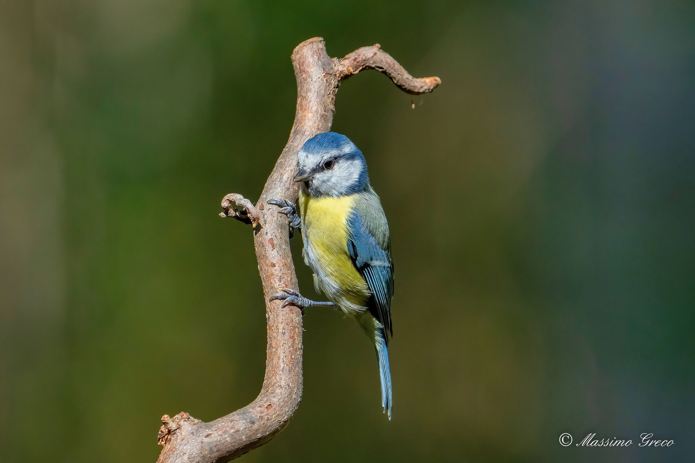 Cinciarella (Cyanistes caeruleus)