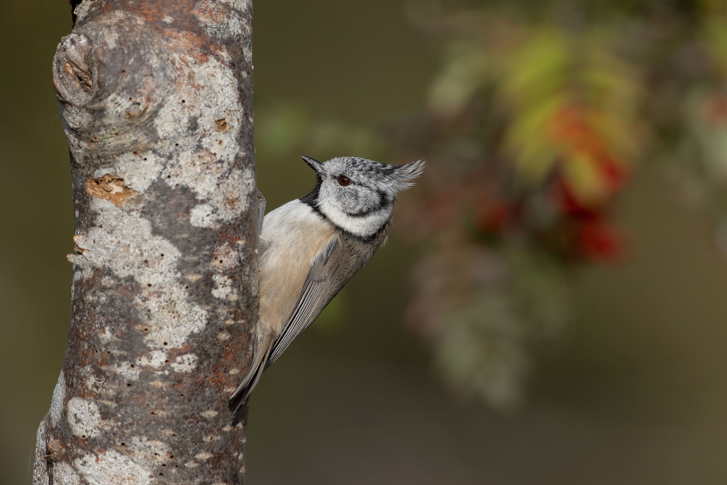 Cincia dal ciuffo (Lophophanes cristatus)