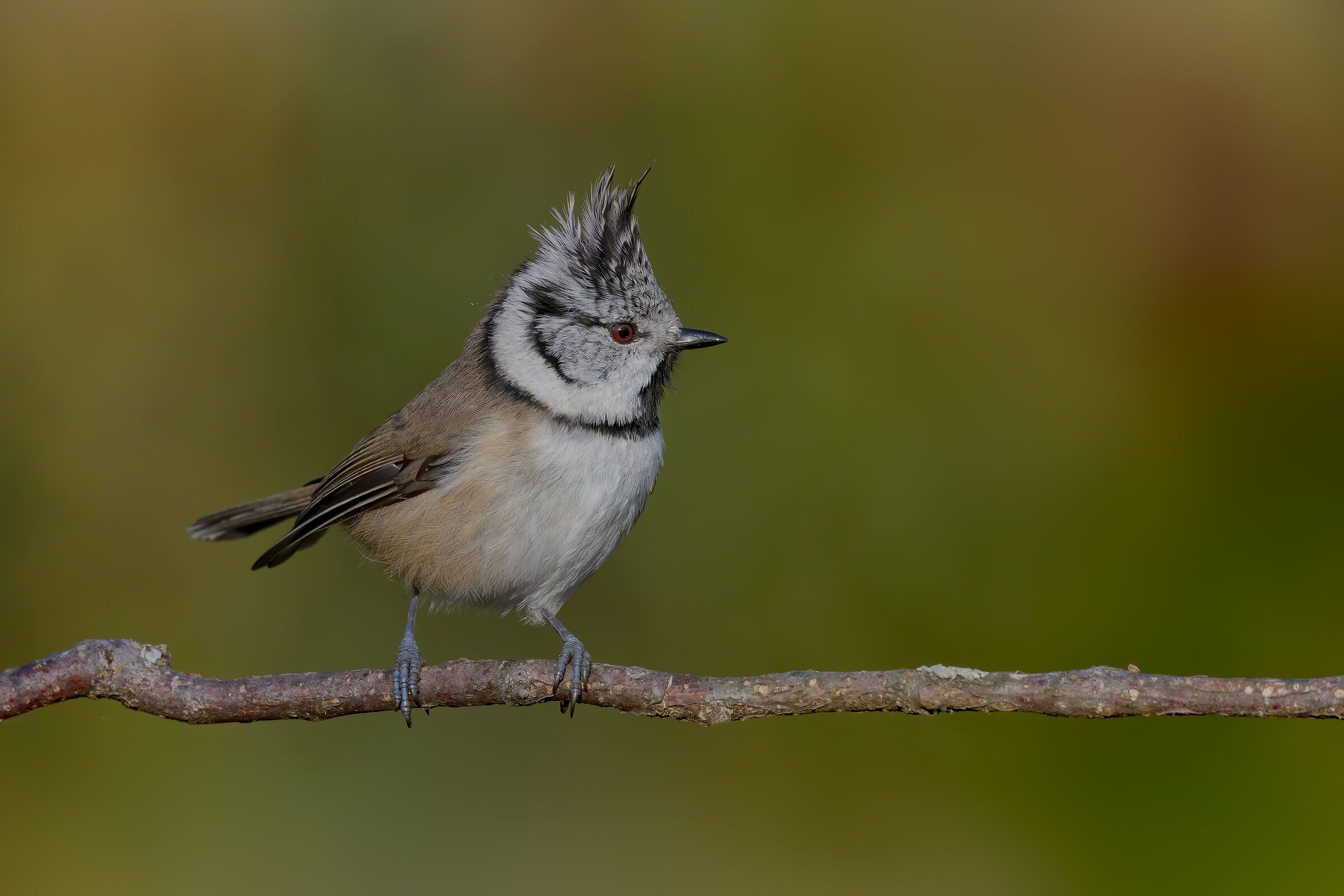 Cincia dal ciuffo (Lophophanes cristatus)